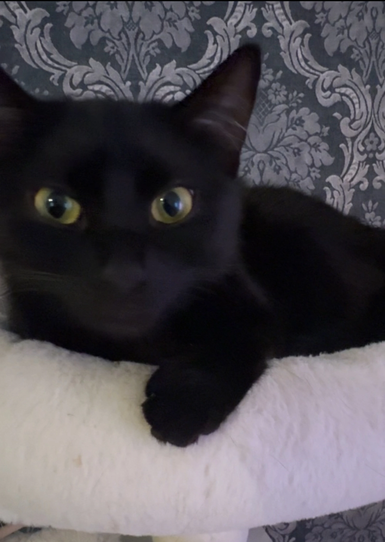 Naschka - Moritzstraße, Wiesbaden