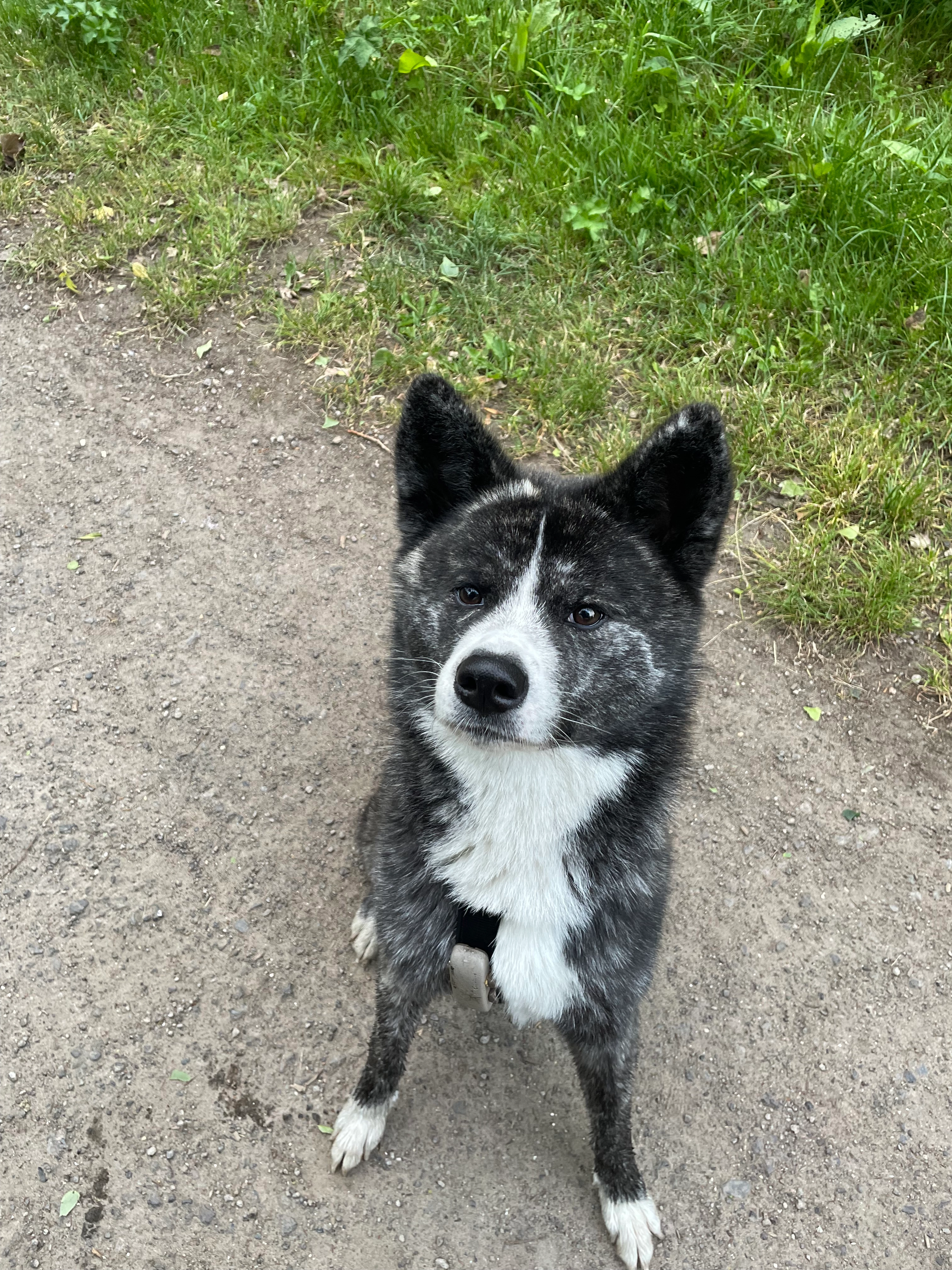 Zola  - Van Heutszstraat, Den Haag