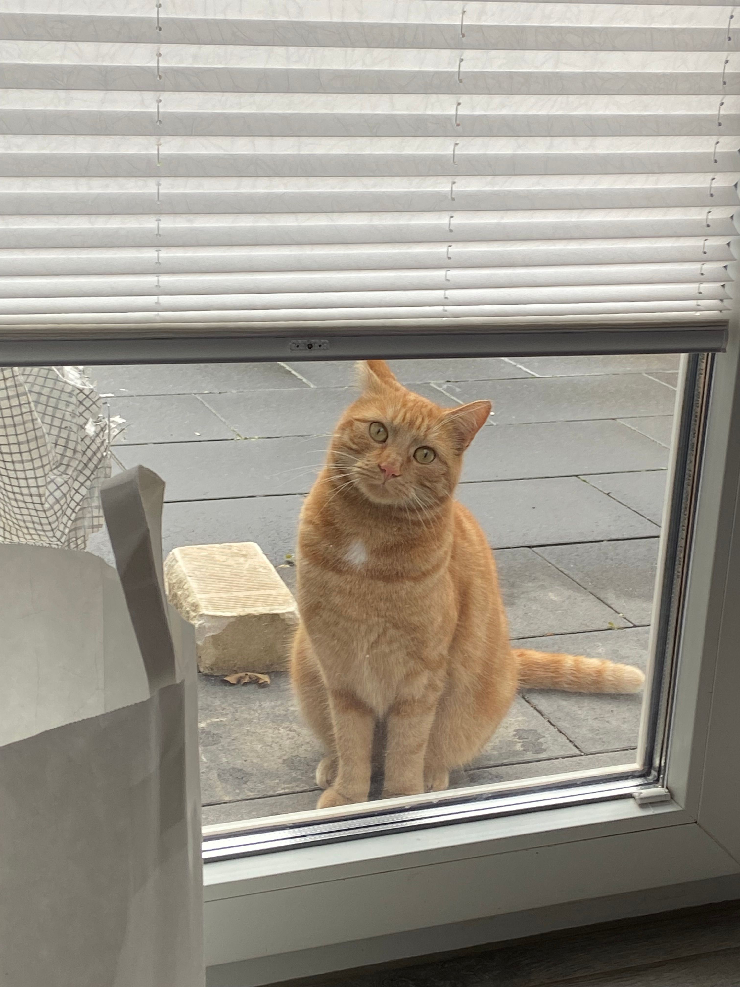 Steve - Markscheide, Kall