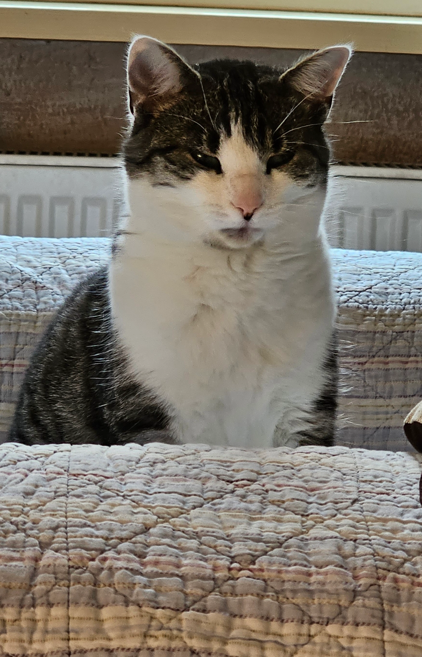 Trinchen - Uppstall, Stendal