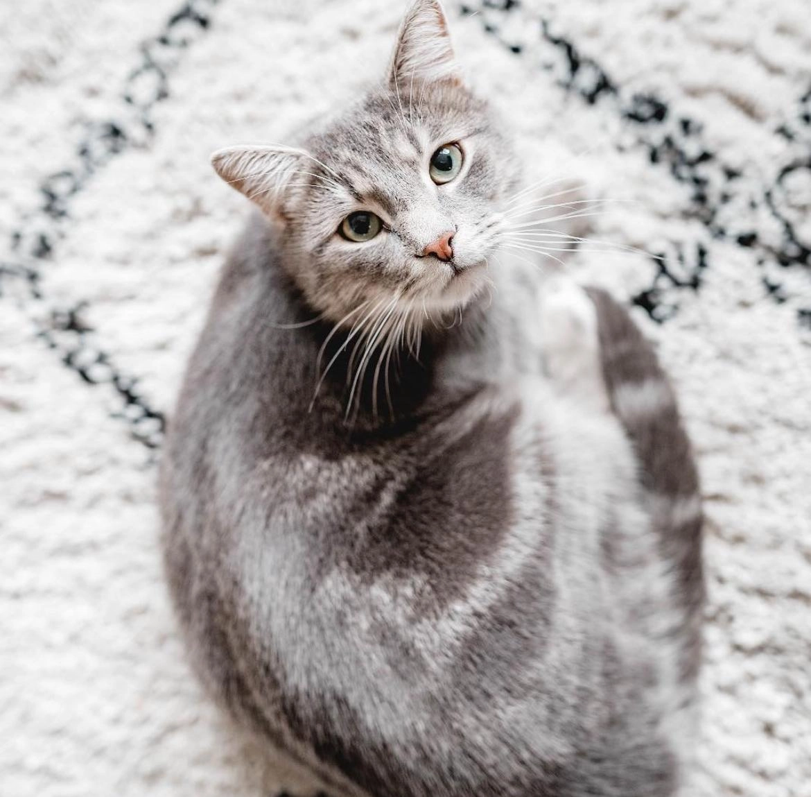 Jansen - Veldweg, Lelystad