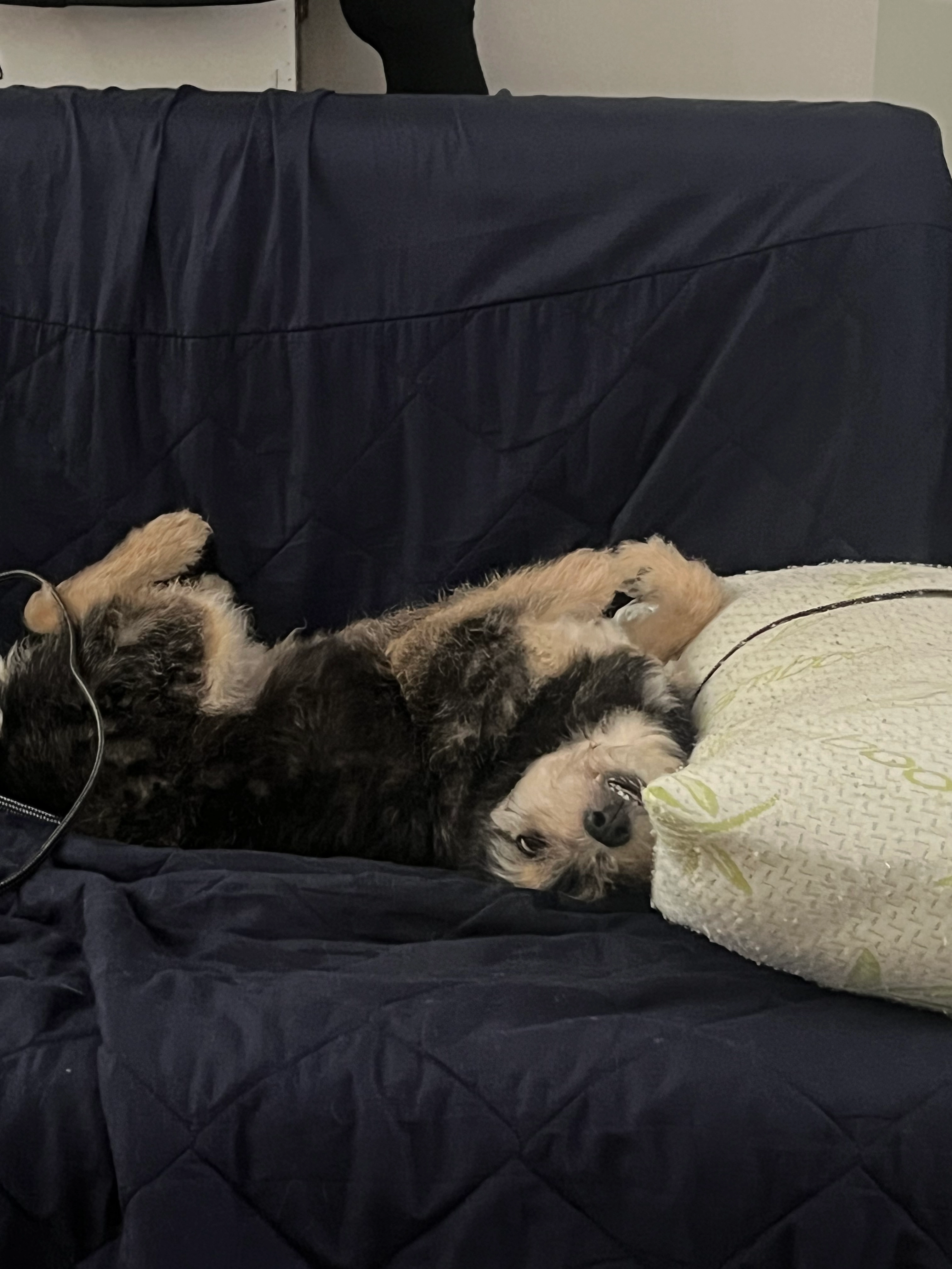 Roky - SE17 2, London