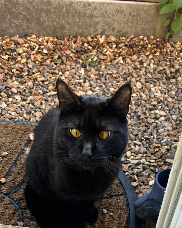 Luca - Mead Way, Bromley