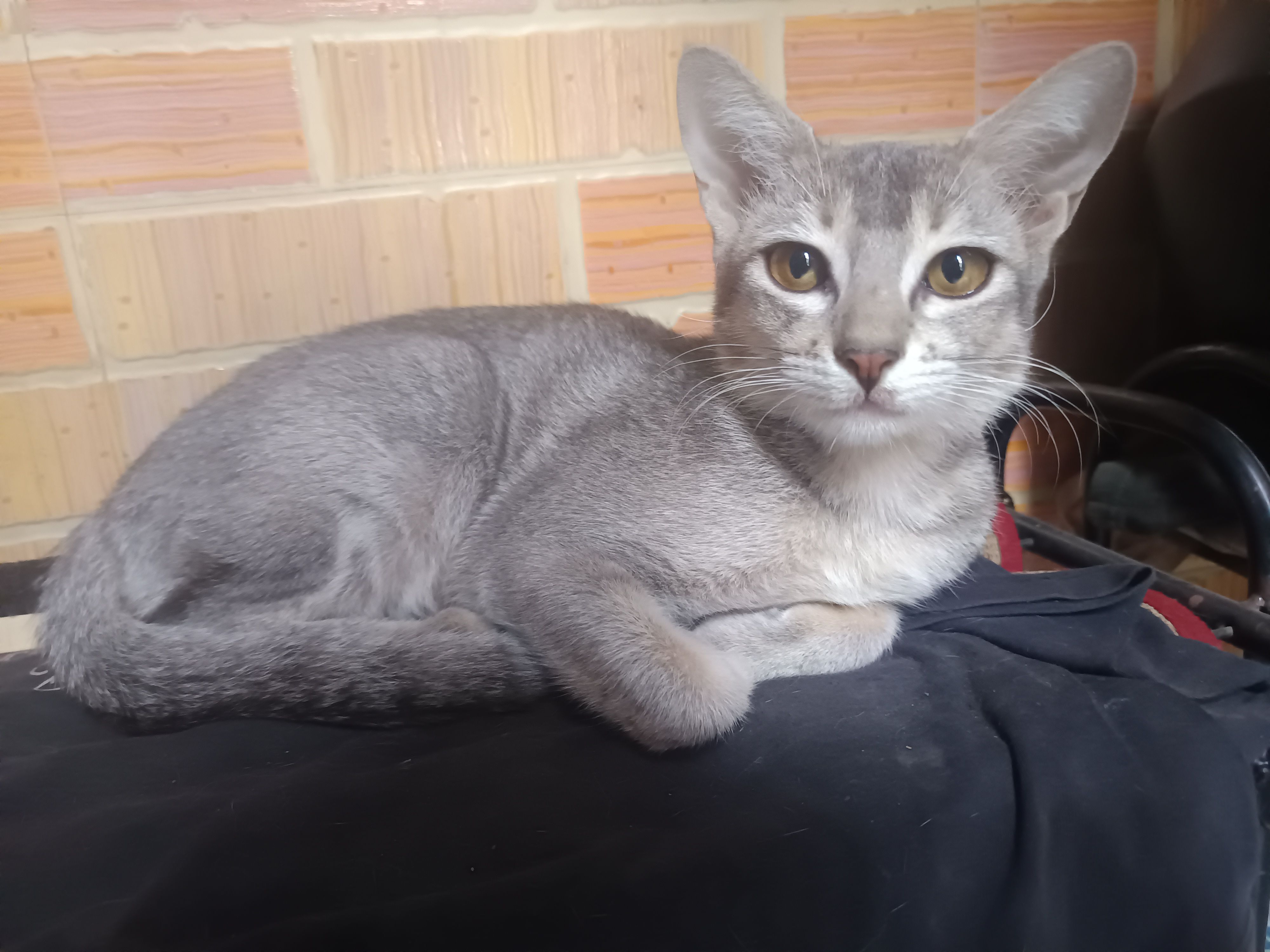 Cat - Kamothe Flyover, Panvel