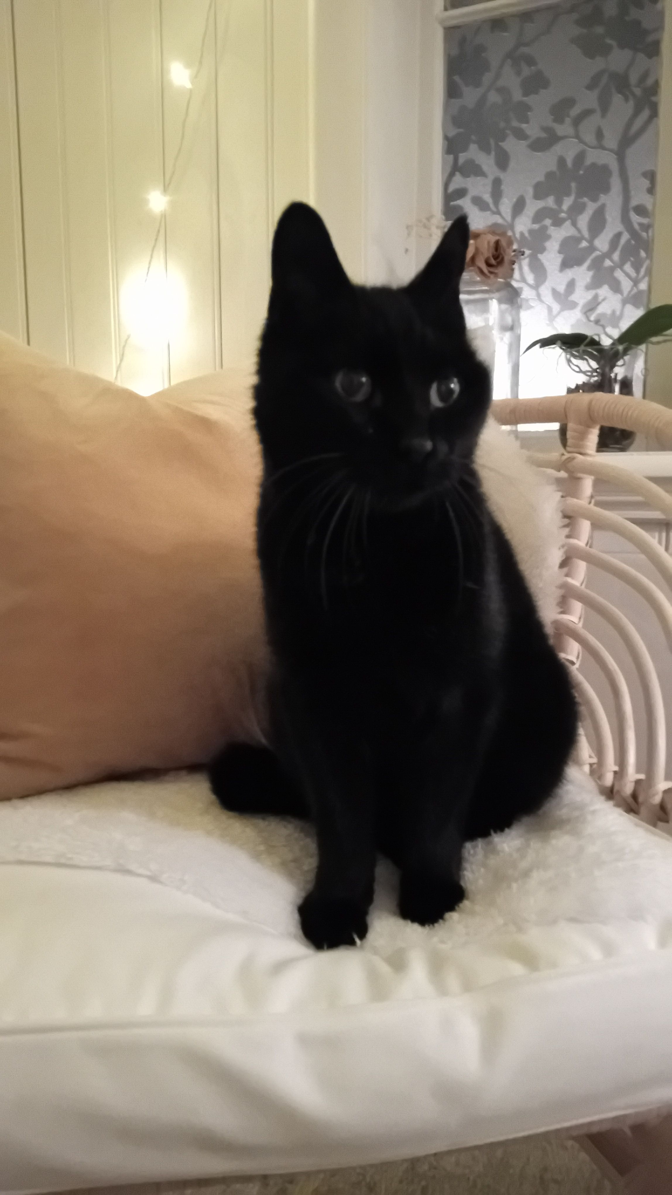 ARES - Norra Breviksvägen, Göteborg