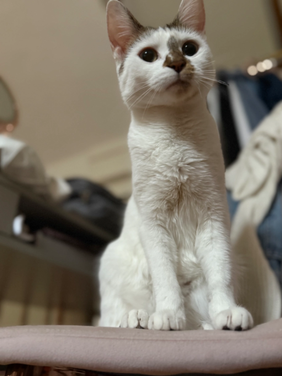 Pumpkin - Richmond Road, Atherstone