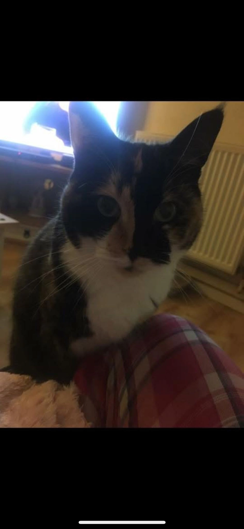 Tilly - Trelissick Road, Falmouth