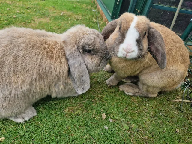 Coco amd Zeus - Fraser Gardens, Dorking