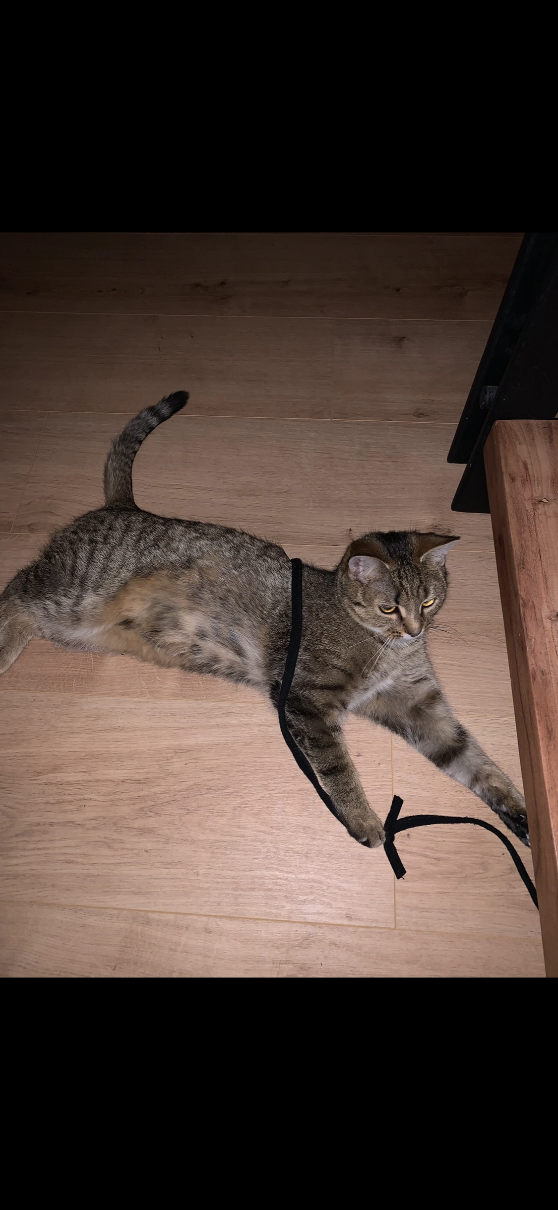 Twixi - Karl-Innerebner-Straße, Innsbruck