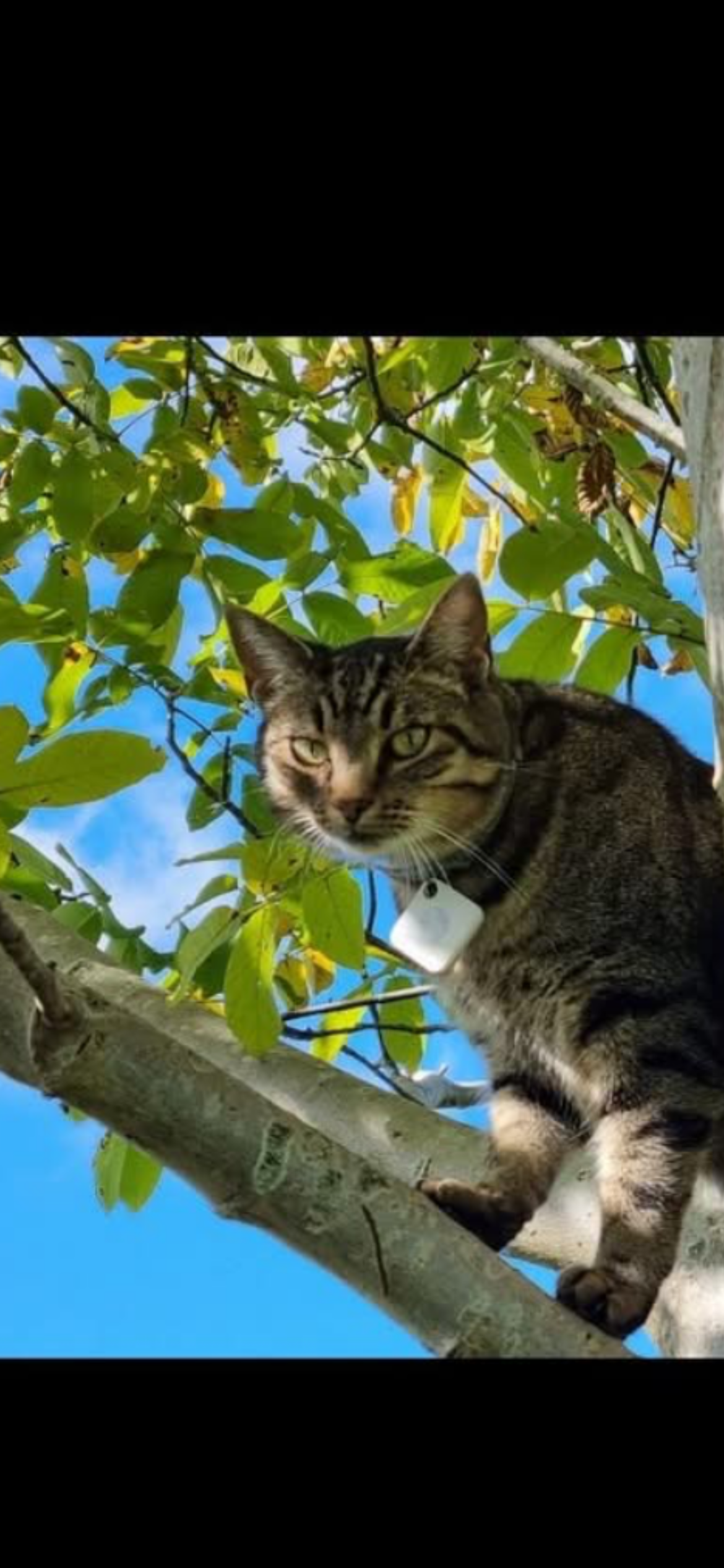 Sussu - Zur Hardt 42, Amel