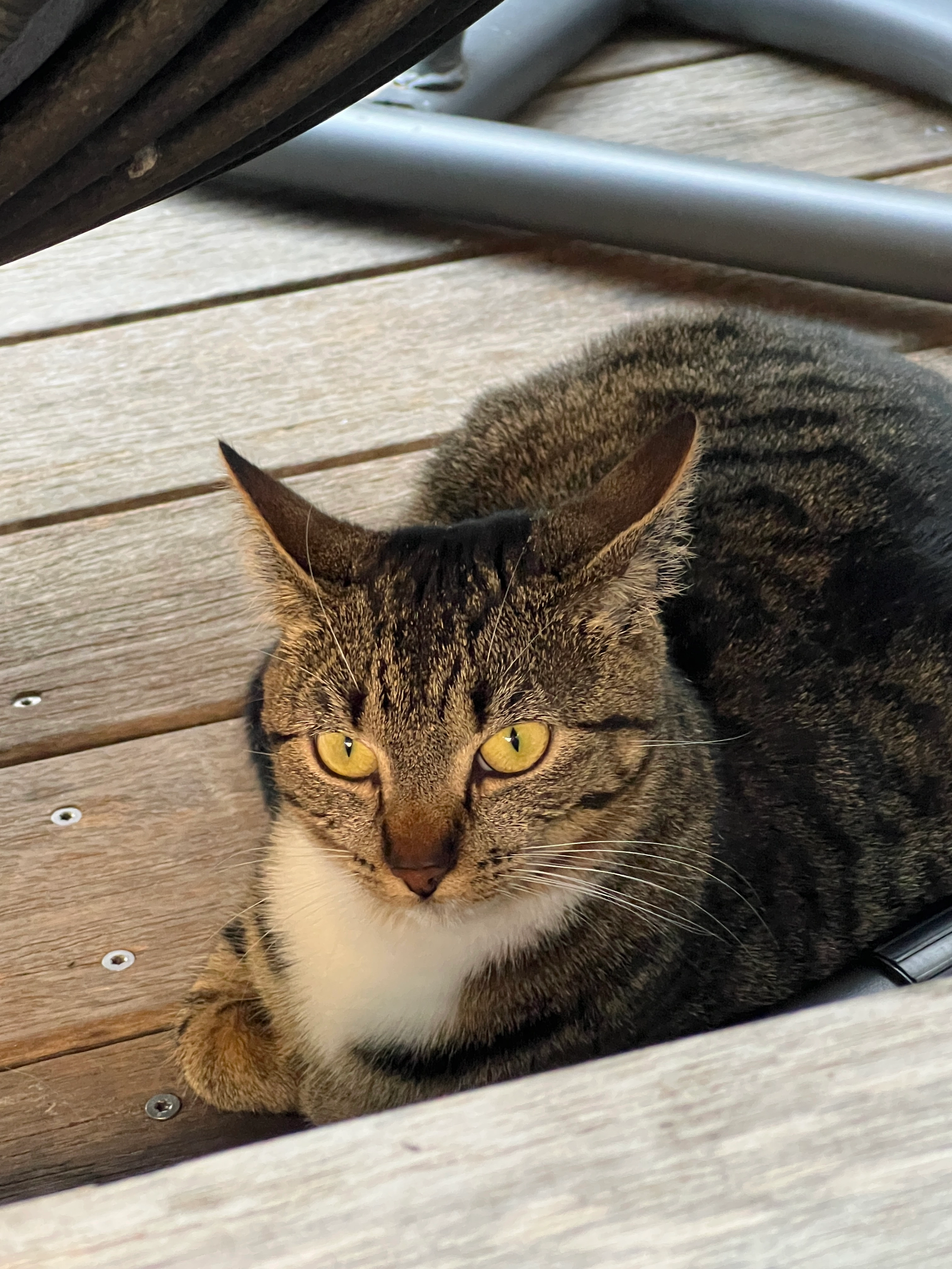 Cleo - Biezelingsestraat, Kapelle