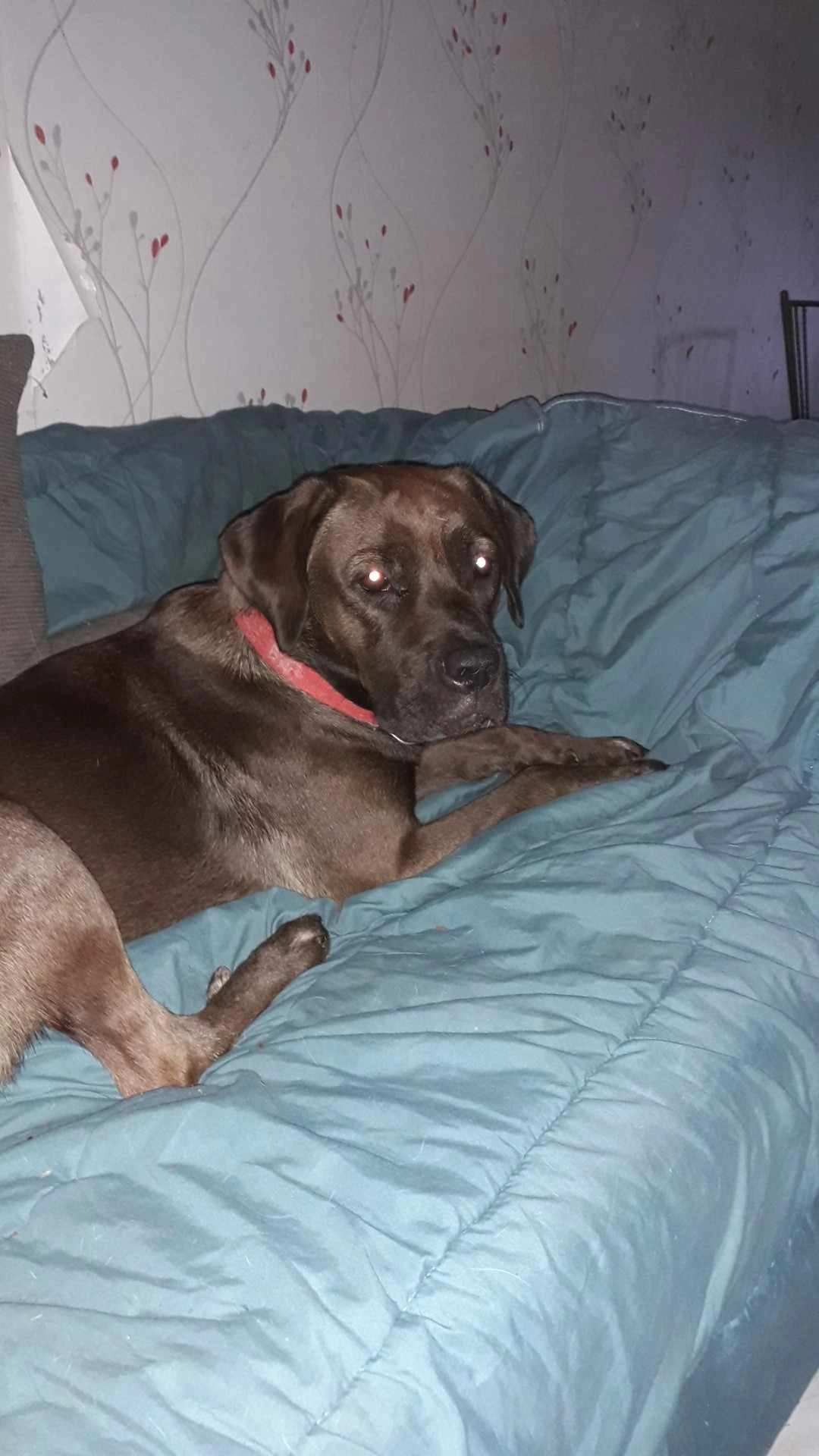 Myra  - Rue de Blies-Ébersing, Sarreguemines