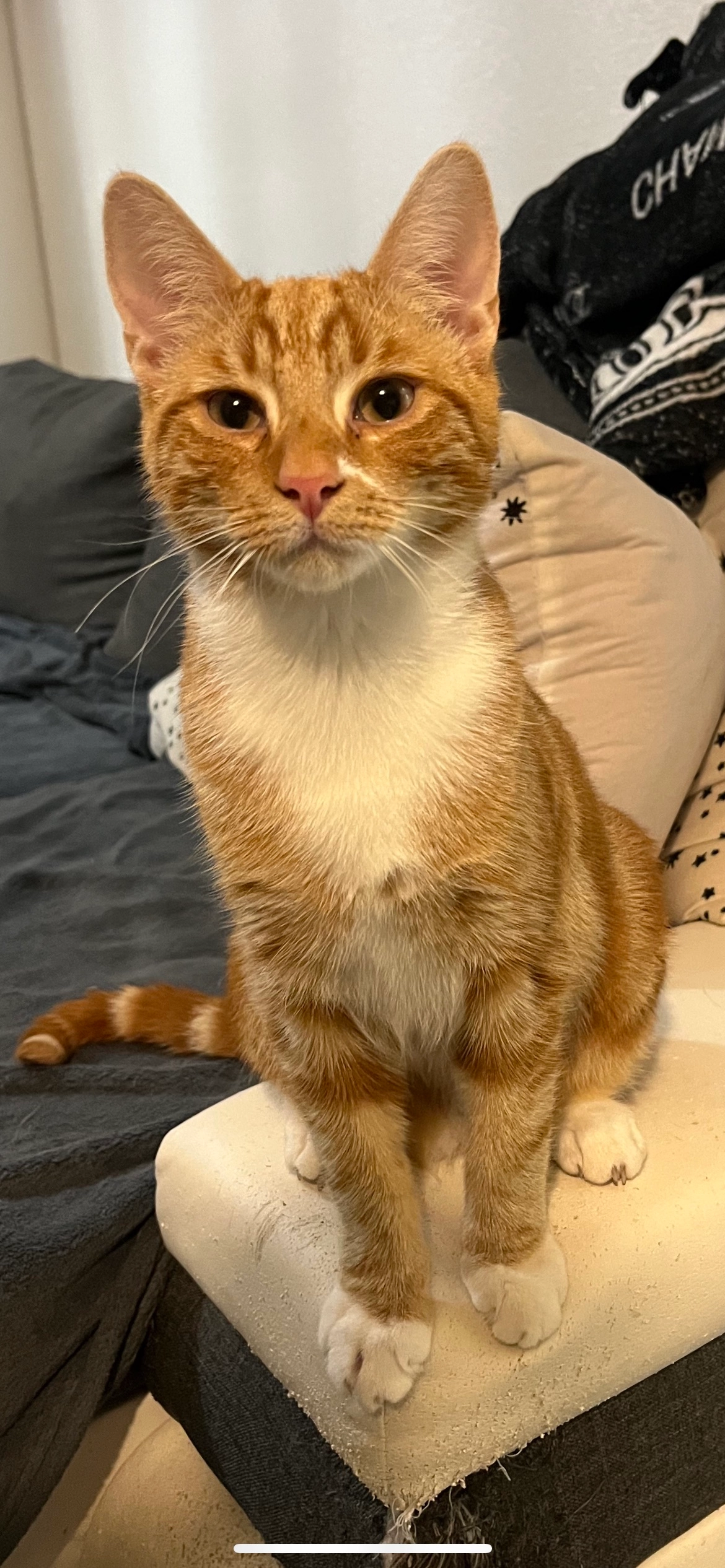 Ronnie - Shaw Drive, Knutsford