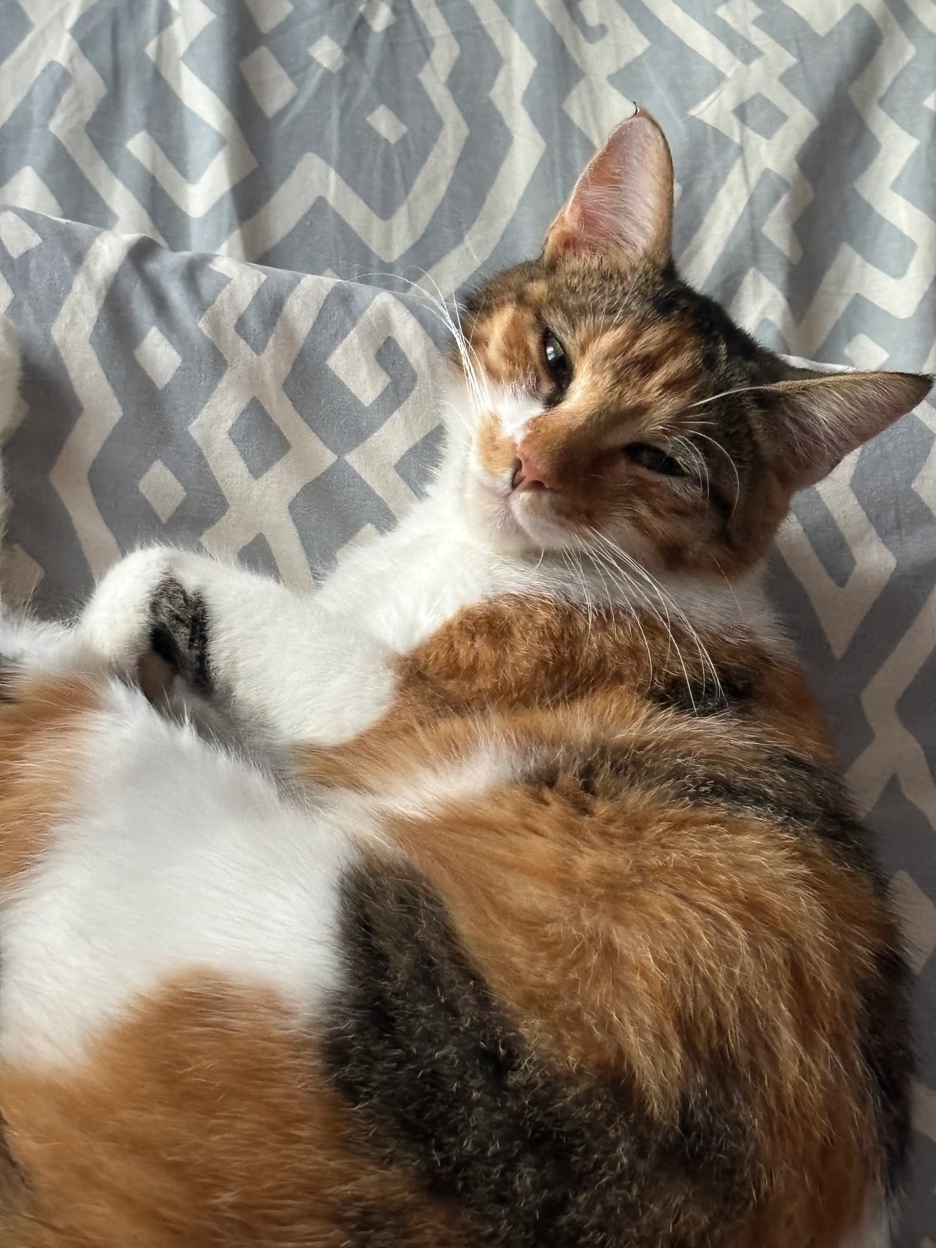 Zia - 8 Allée des Haubans, Saintry-sur-Seine