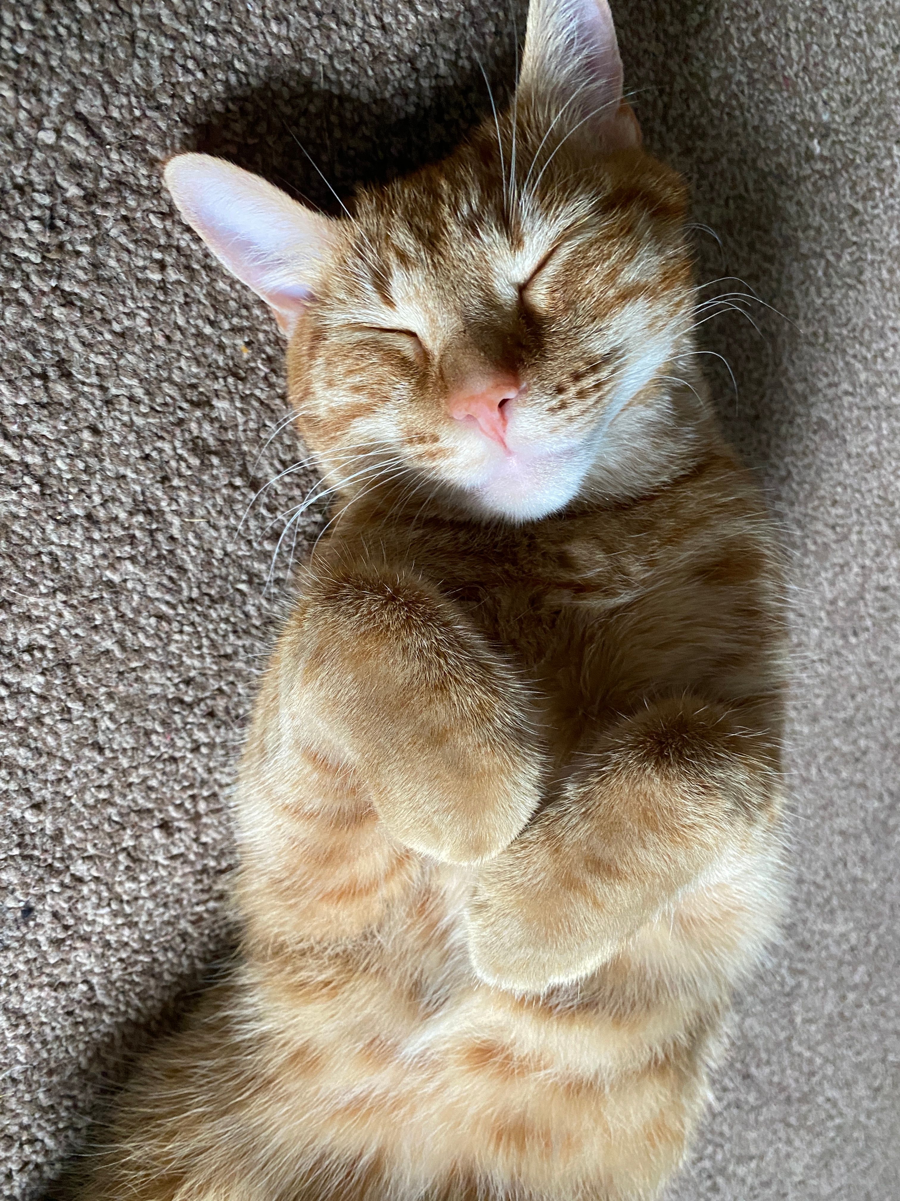 Missing Cat - Orchard Close, Kidderminster