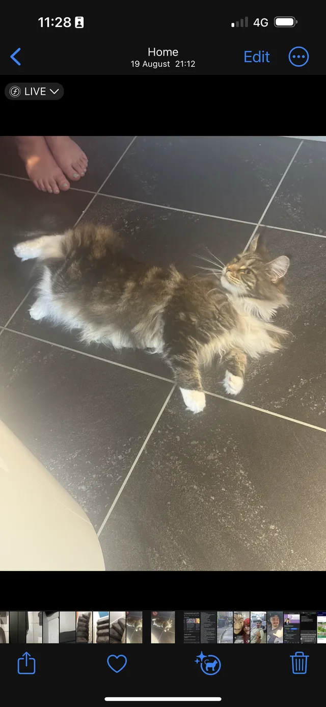 Nala - Cedar Road, Nuneaton