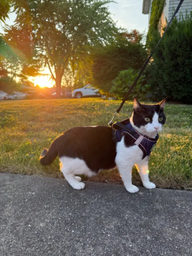 Oreo - 60077, Skokie