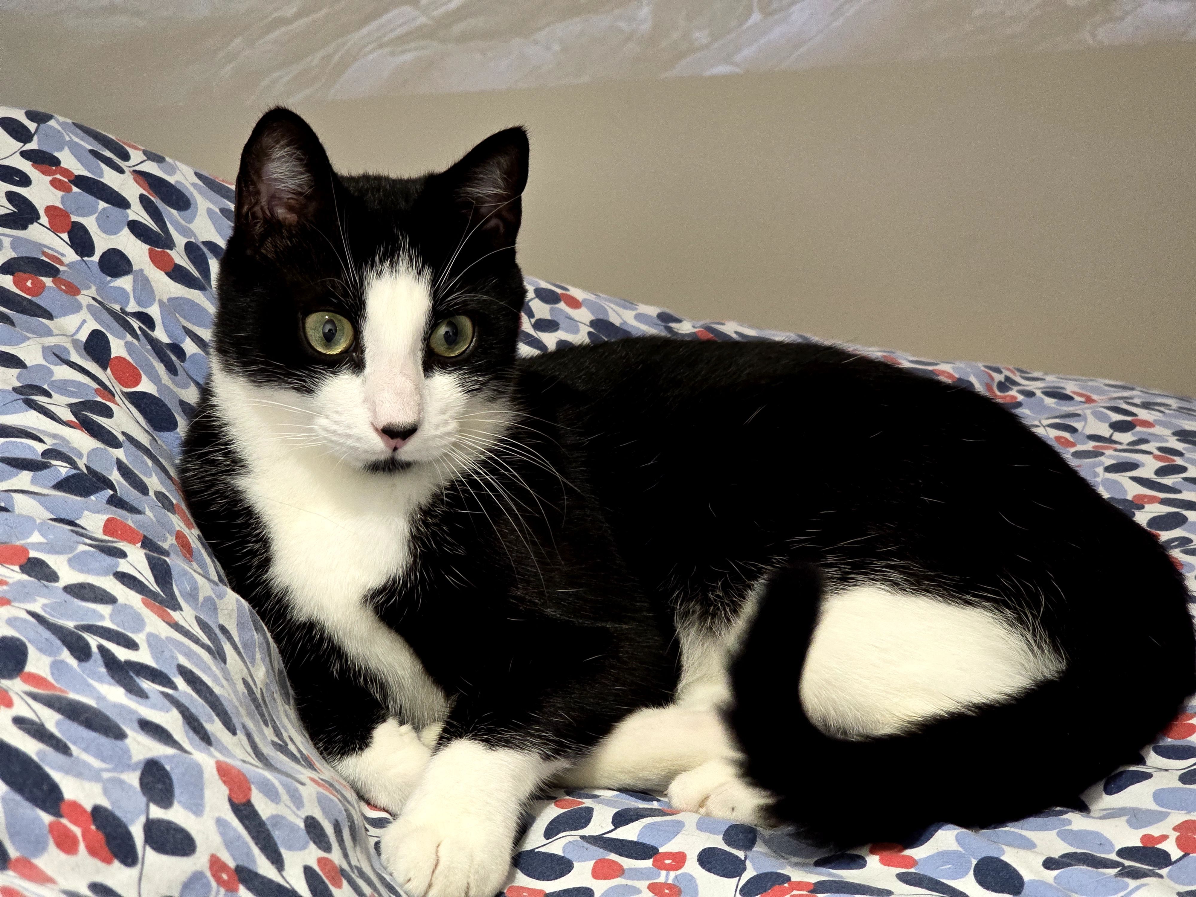 Felix - Impasse Du Tourniquet, Fléac-sur-Seugne