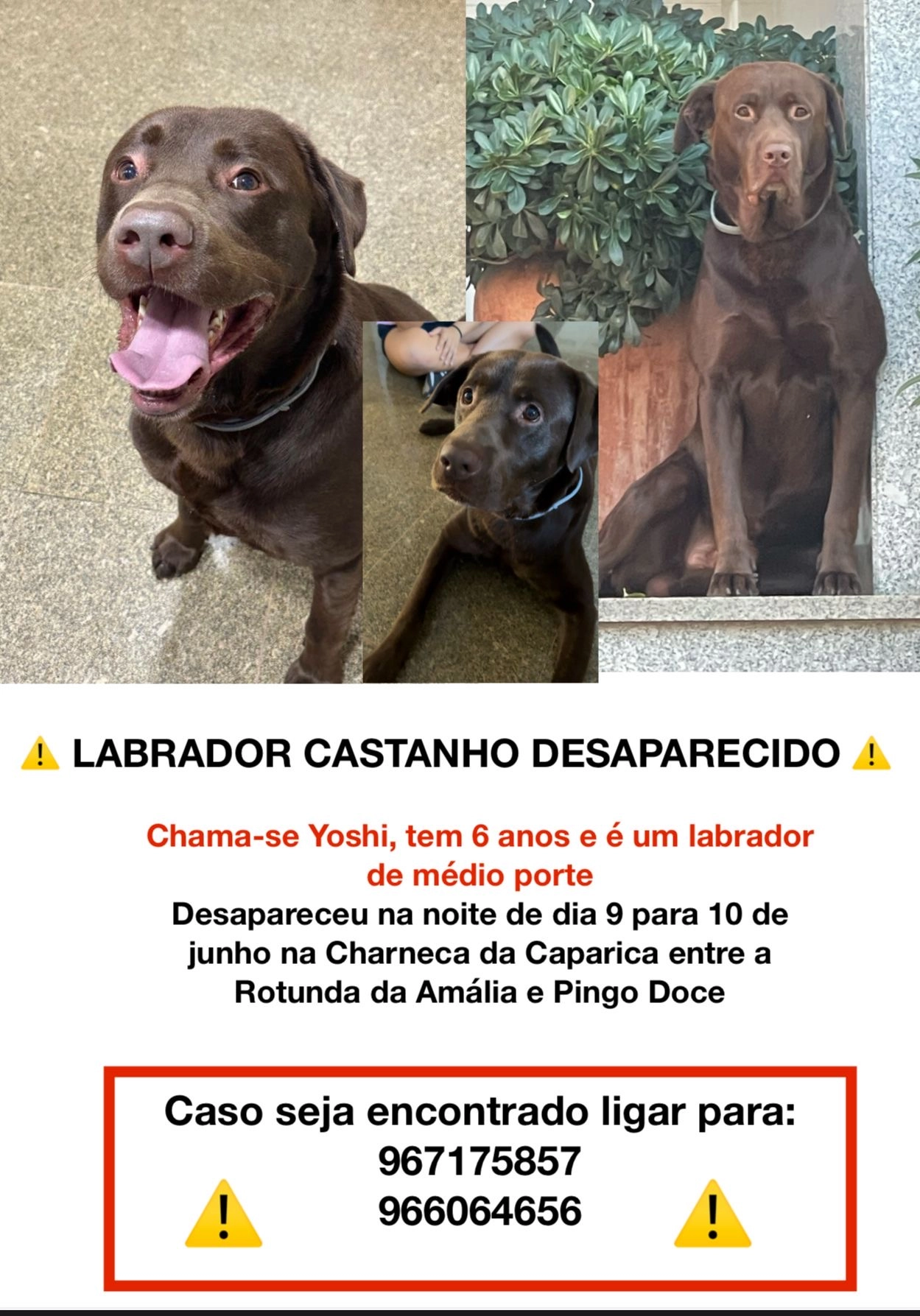 Yoshi - Rua Fernanda de Castro, União das Freguesias de Charneca de Caparica e Sobreda