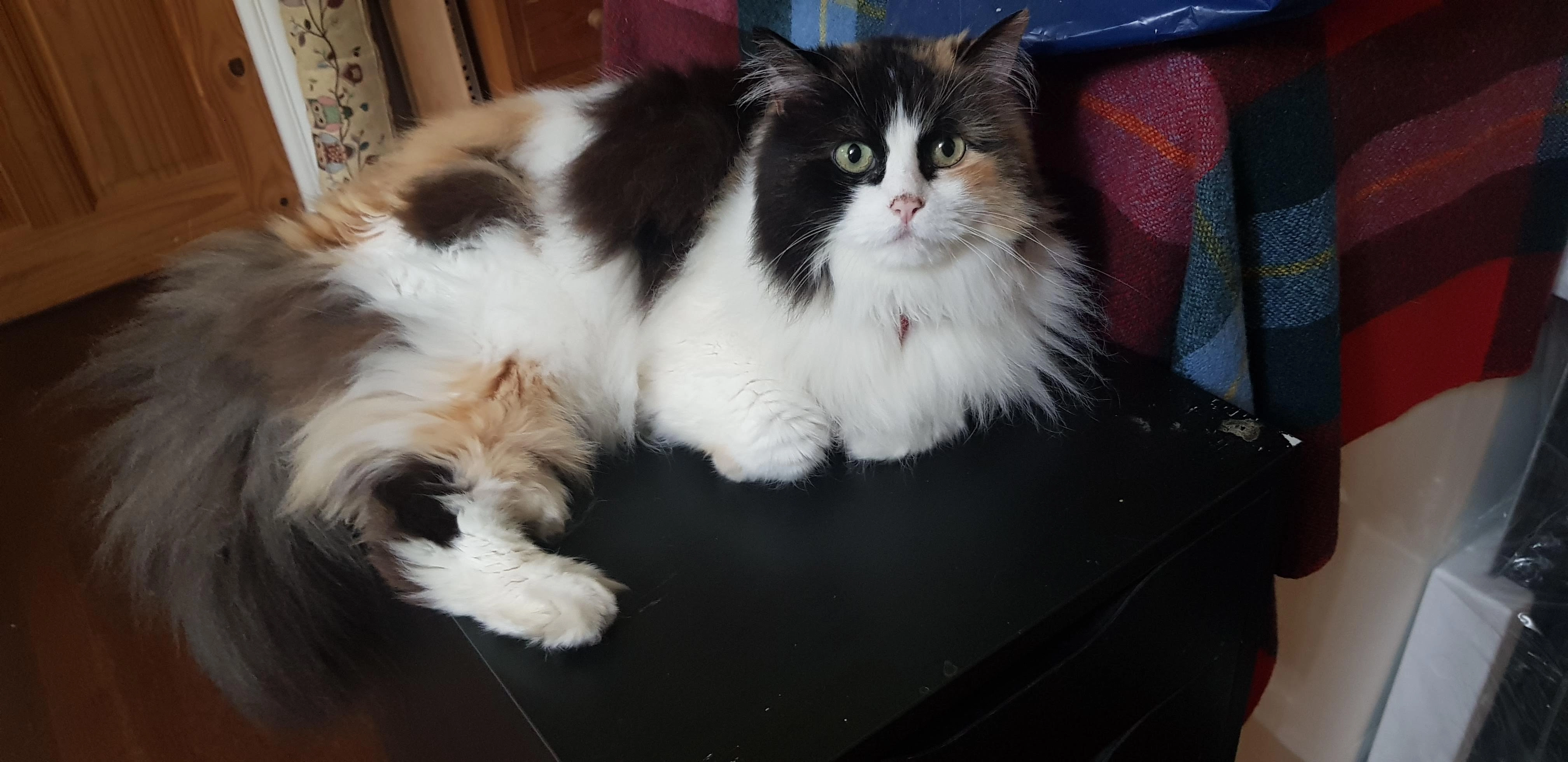 Blossom - Selcroft Road, Purley