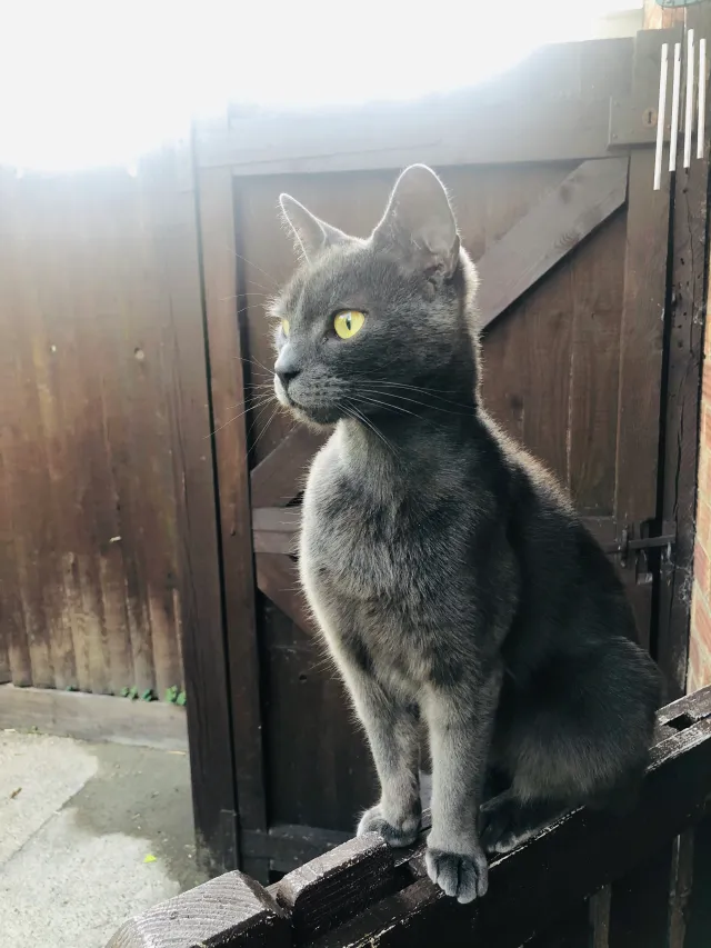 Becky - Austen Road, Harrow