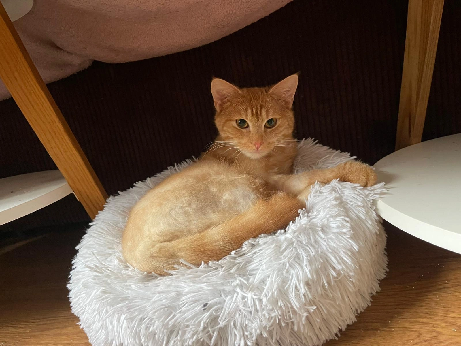 FINDUS  - Neschwitzer Straße, Kamenz