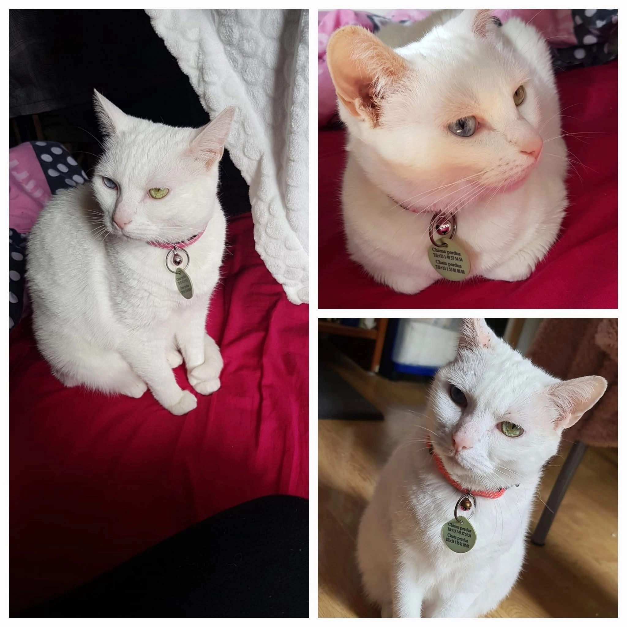 Kitty - 45 Rue du Four Défait, Sarcelles