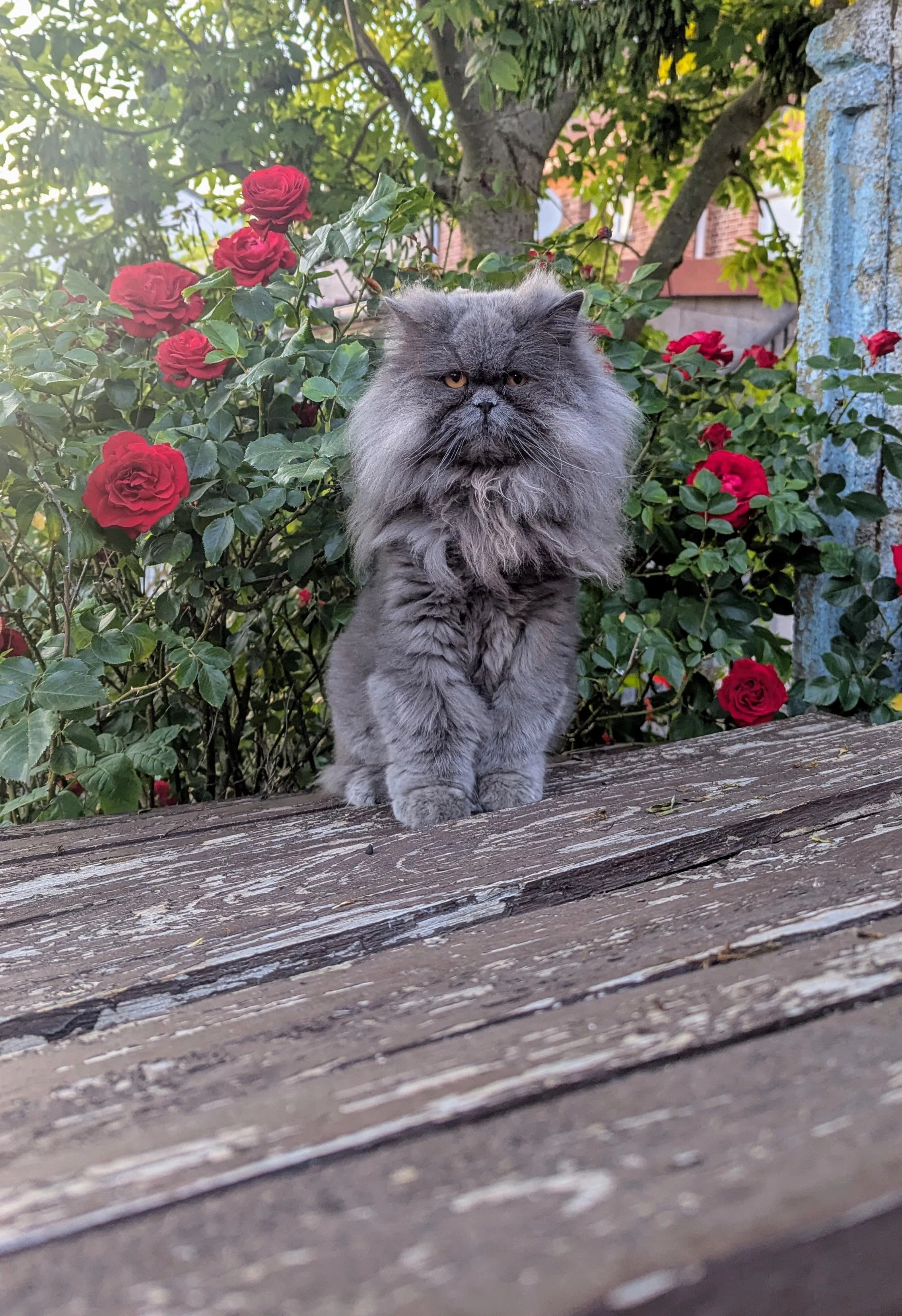 Couscous - Rue Gutenberg, Lille