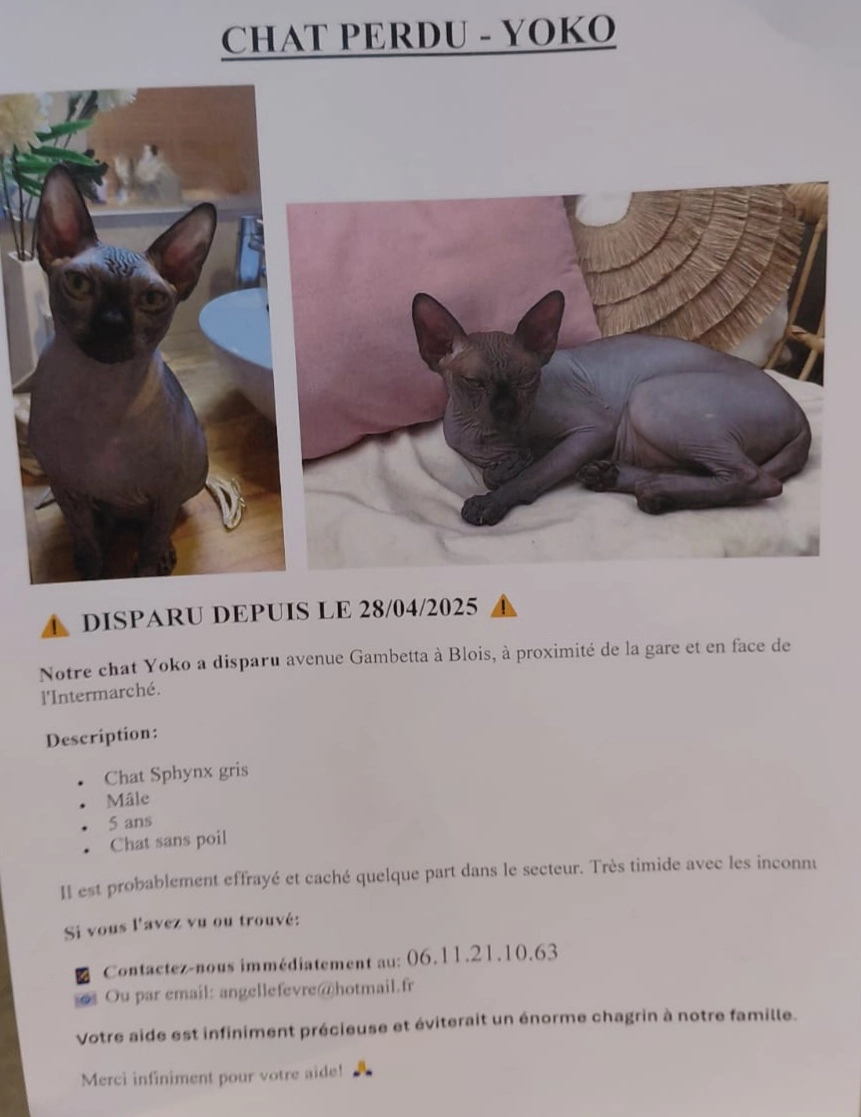 Yoko - 15 Avenue Gambetta, Blois