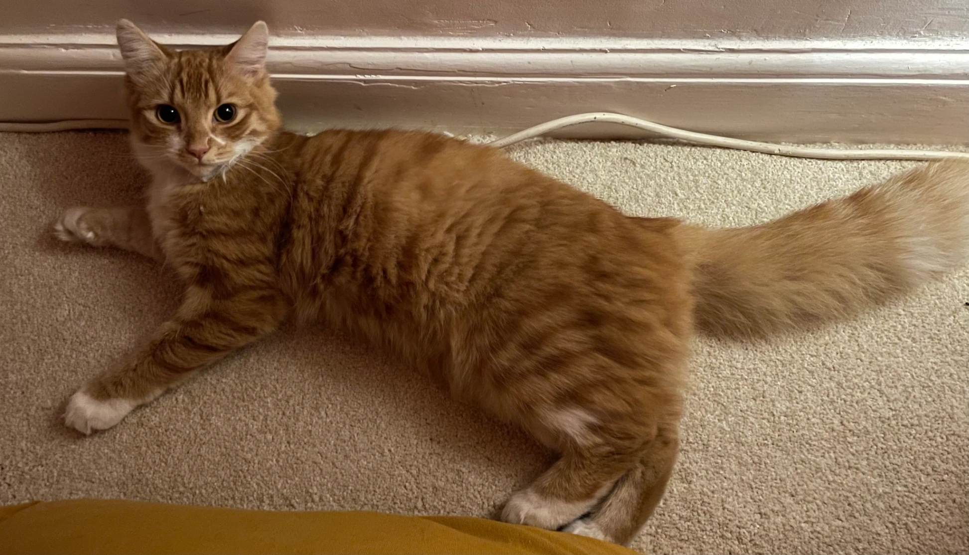 Orla - Manor Grove, Leeds