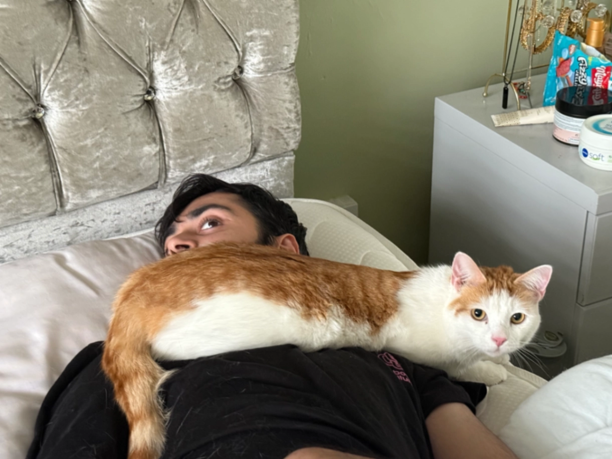 Benny - Cutmore Drive, Saint Albans