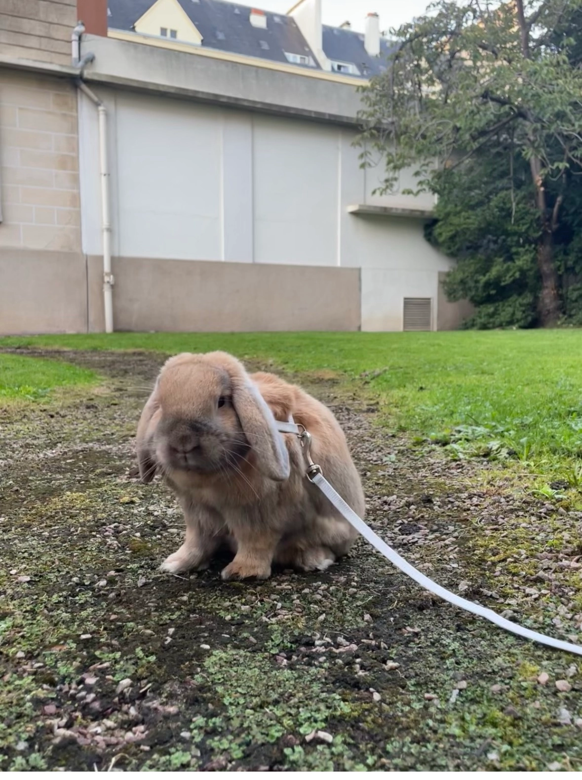 Biggy - 30 Rue de la Bavole, Honfleur