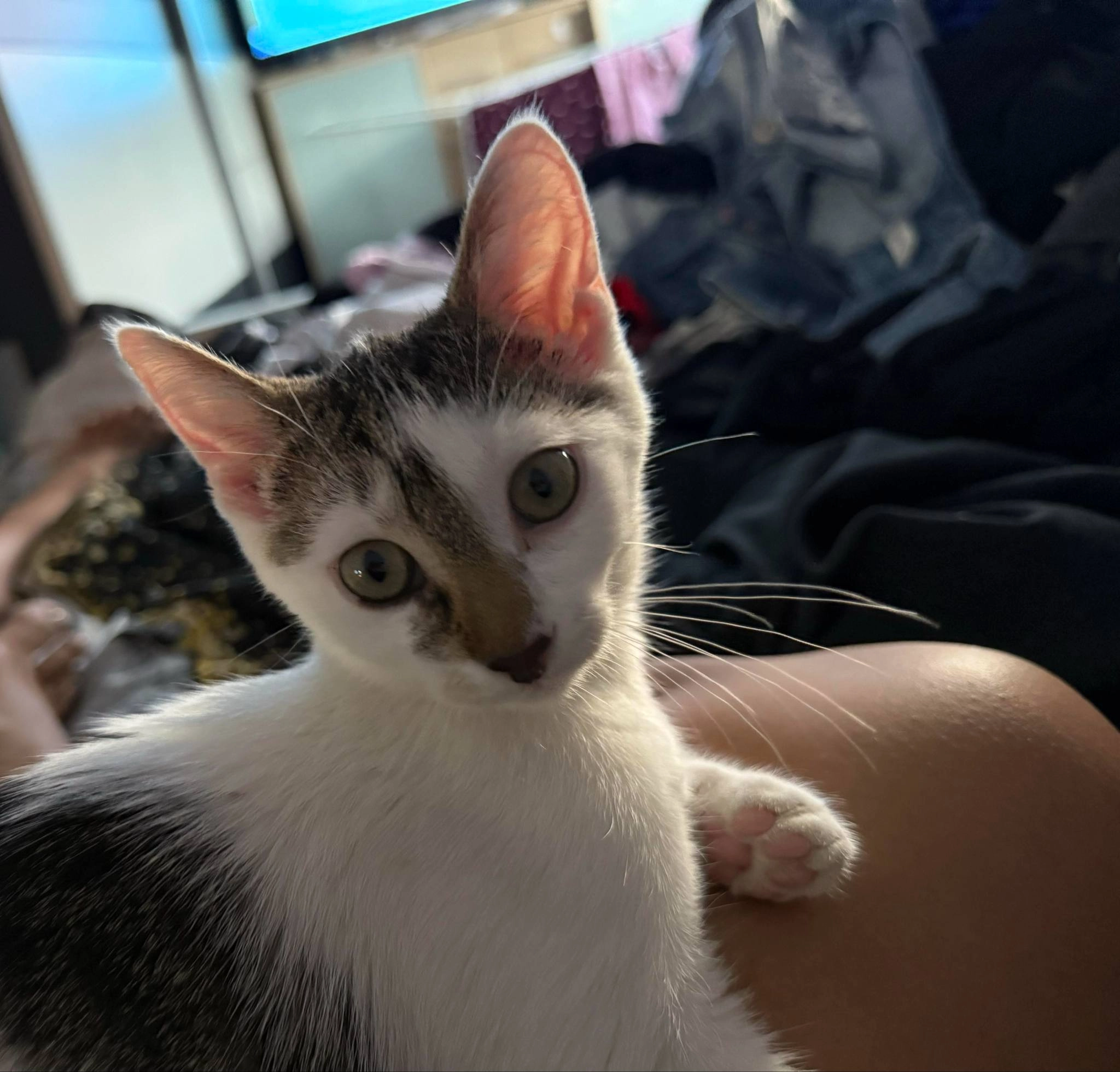 Bibimietz  - Franz-Wiesner-Straße, Chemnitz