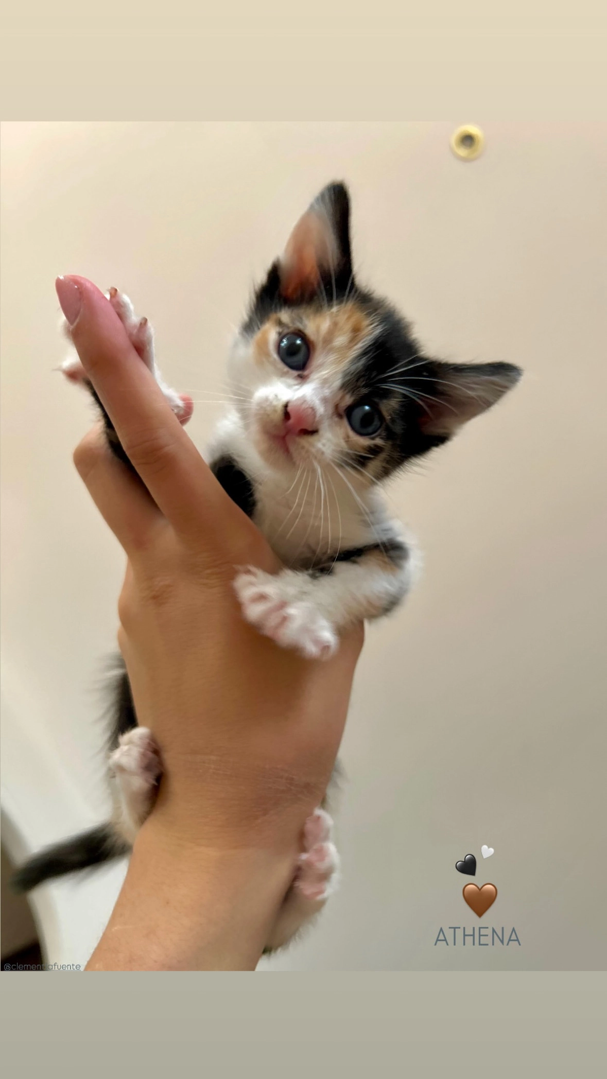 Athena - 50 Avenue des Lilas, Pau