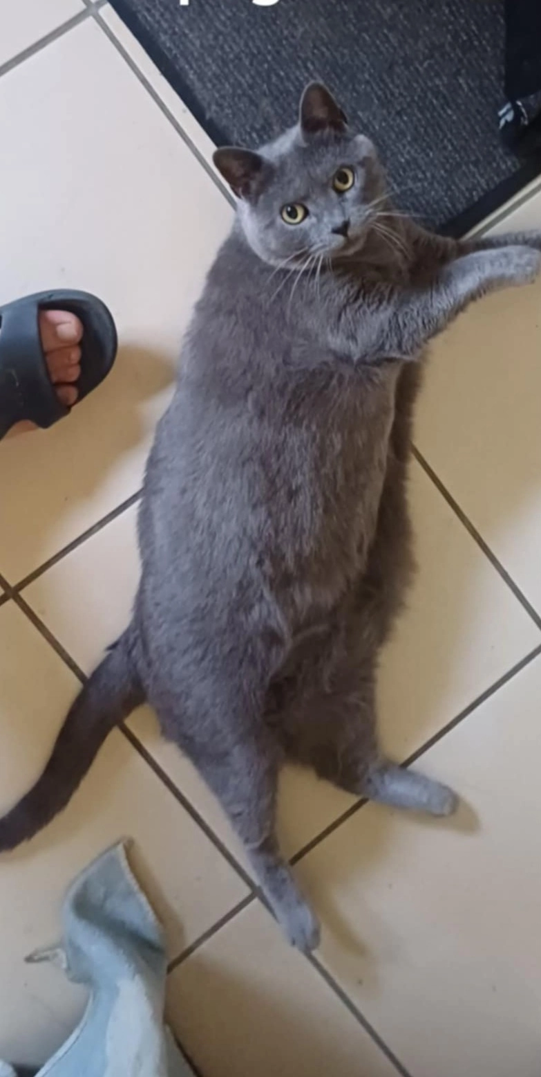 Mimine - 1140 Avenue de Fonneuve, Montauban