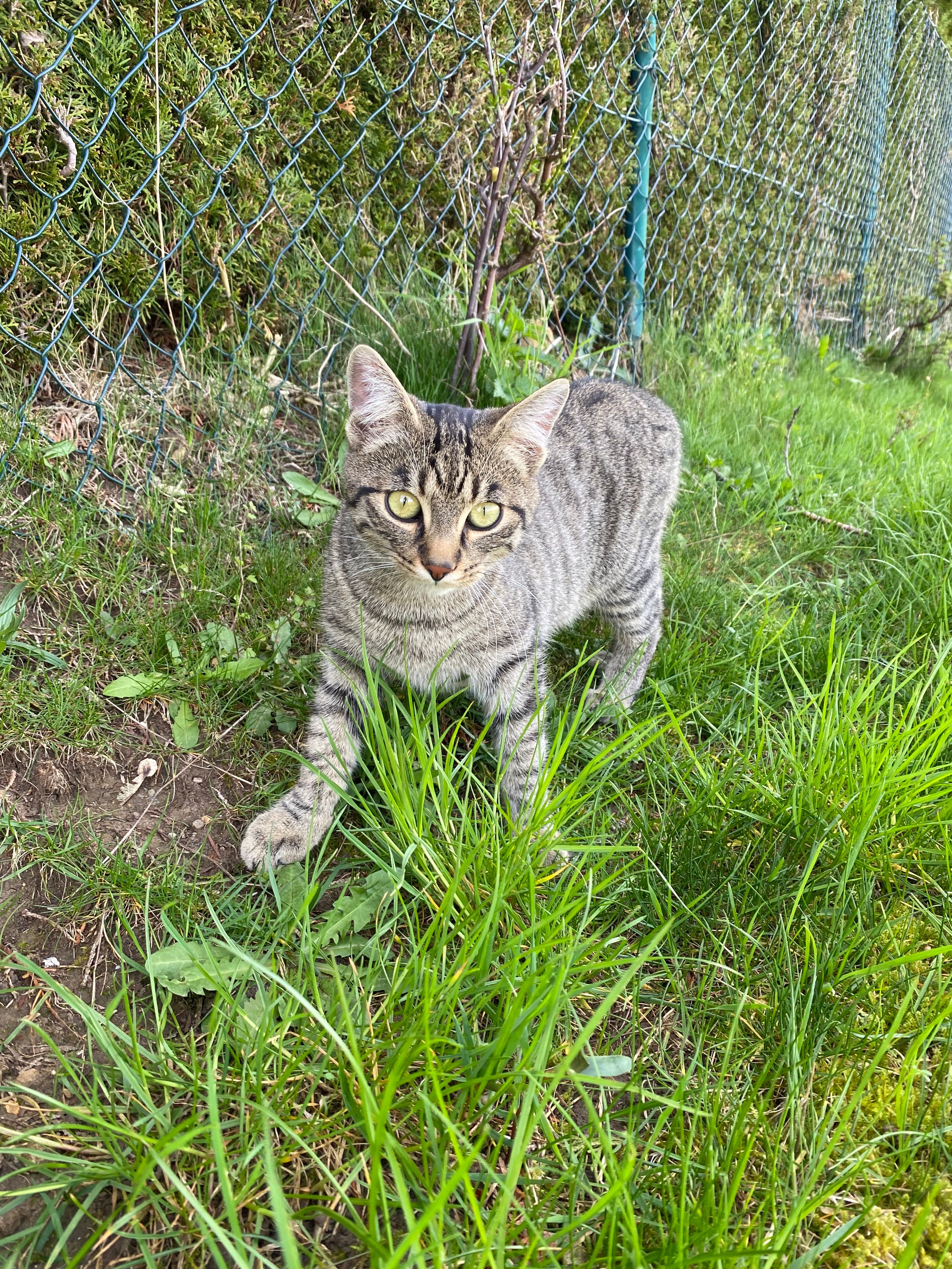 Lumpi - Königsberger Straße, Rieden