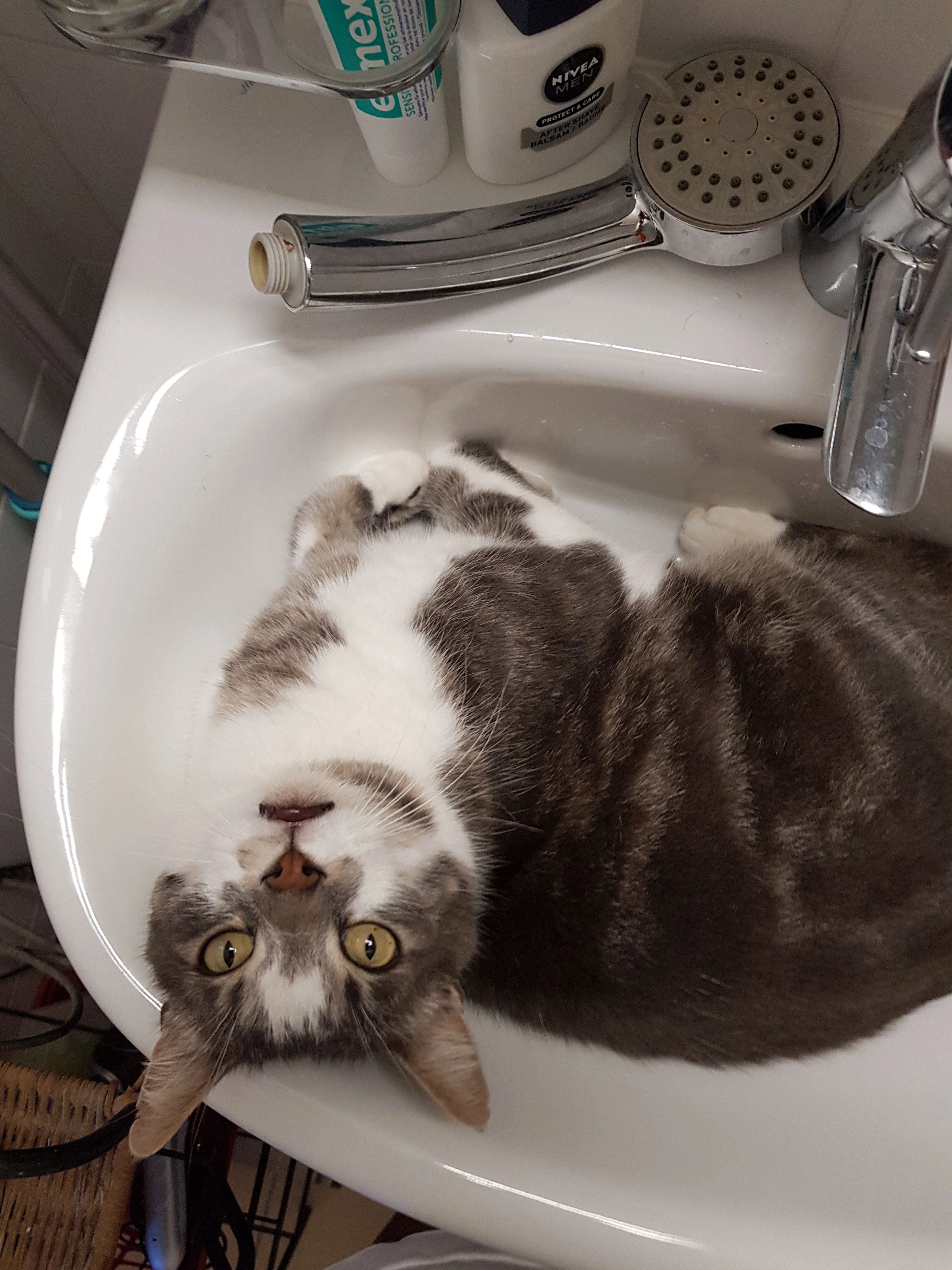 Tigrou - Chemin du Bornalet, Payerne