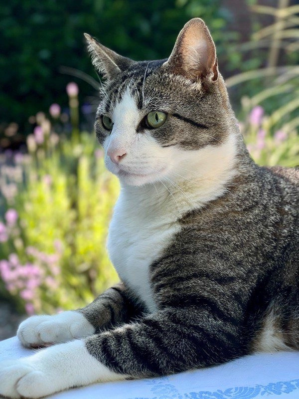 Mickey - Het Groen, Knegsel