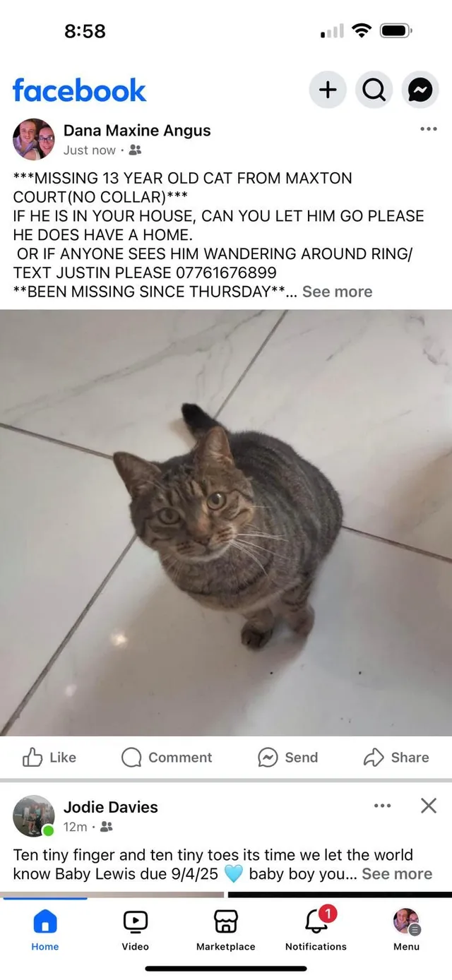 Puss - CF83 1, Caerphilly