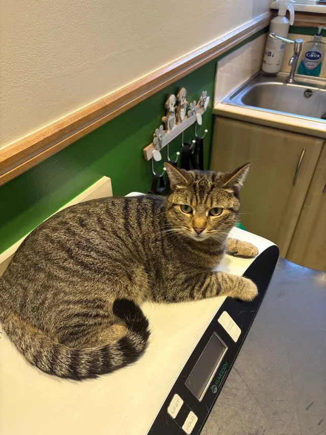 Mog - Waller Road, Beaconsfield