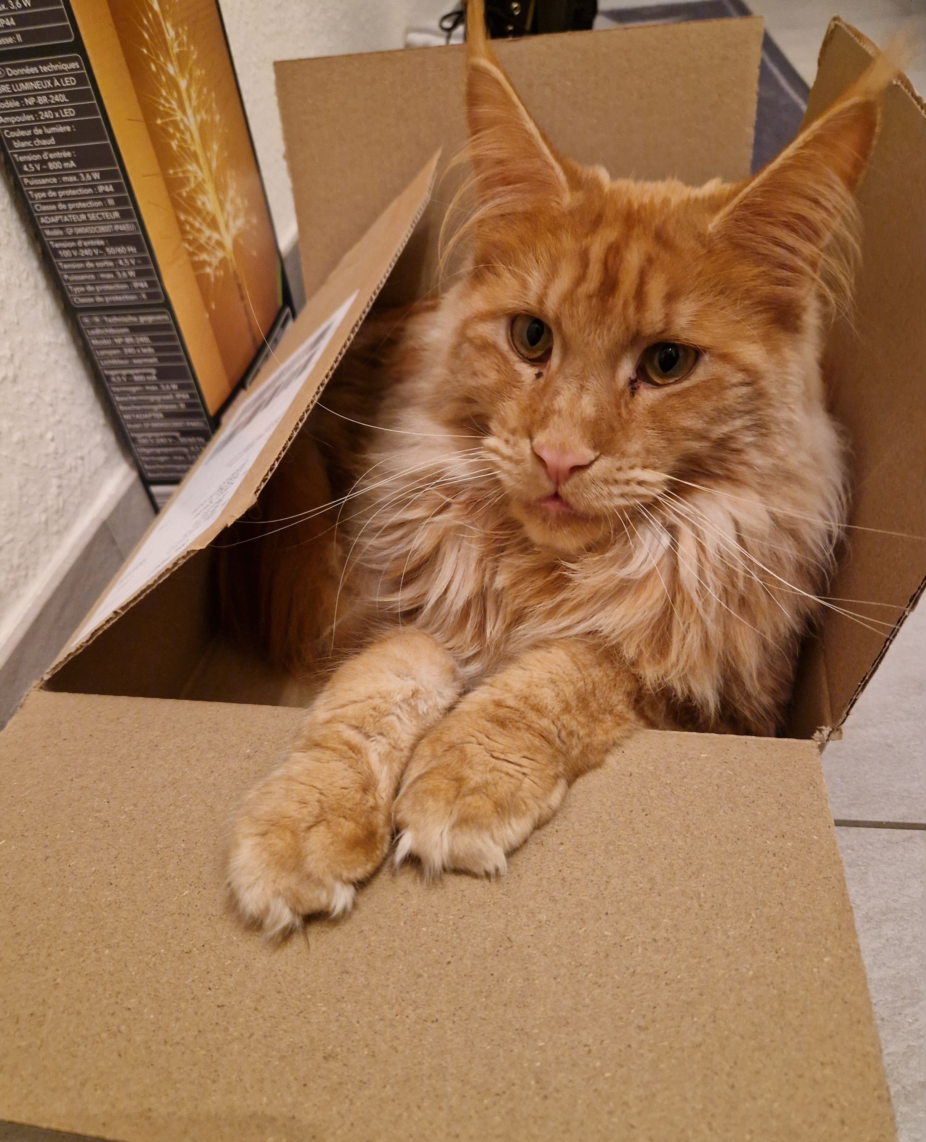 Pepe - Schollstraße, Delmenhorst