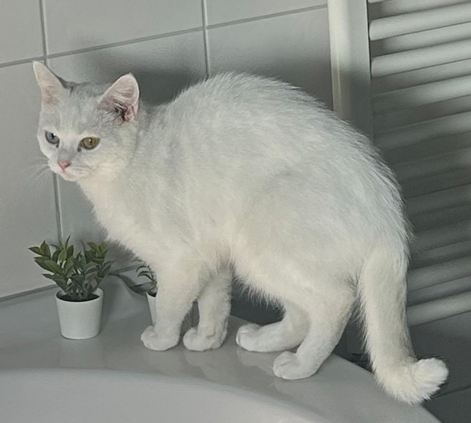 Weiße Katze - Eichendorffring, Velen