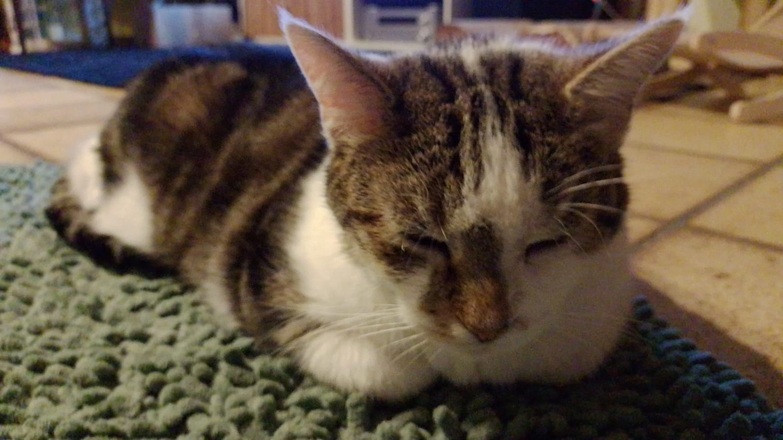 Gonzo - Im Gereut, Wutöschingen