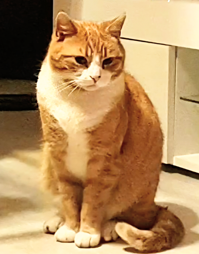 Zeus - Arelston Village, Telford