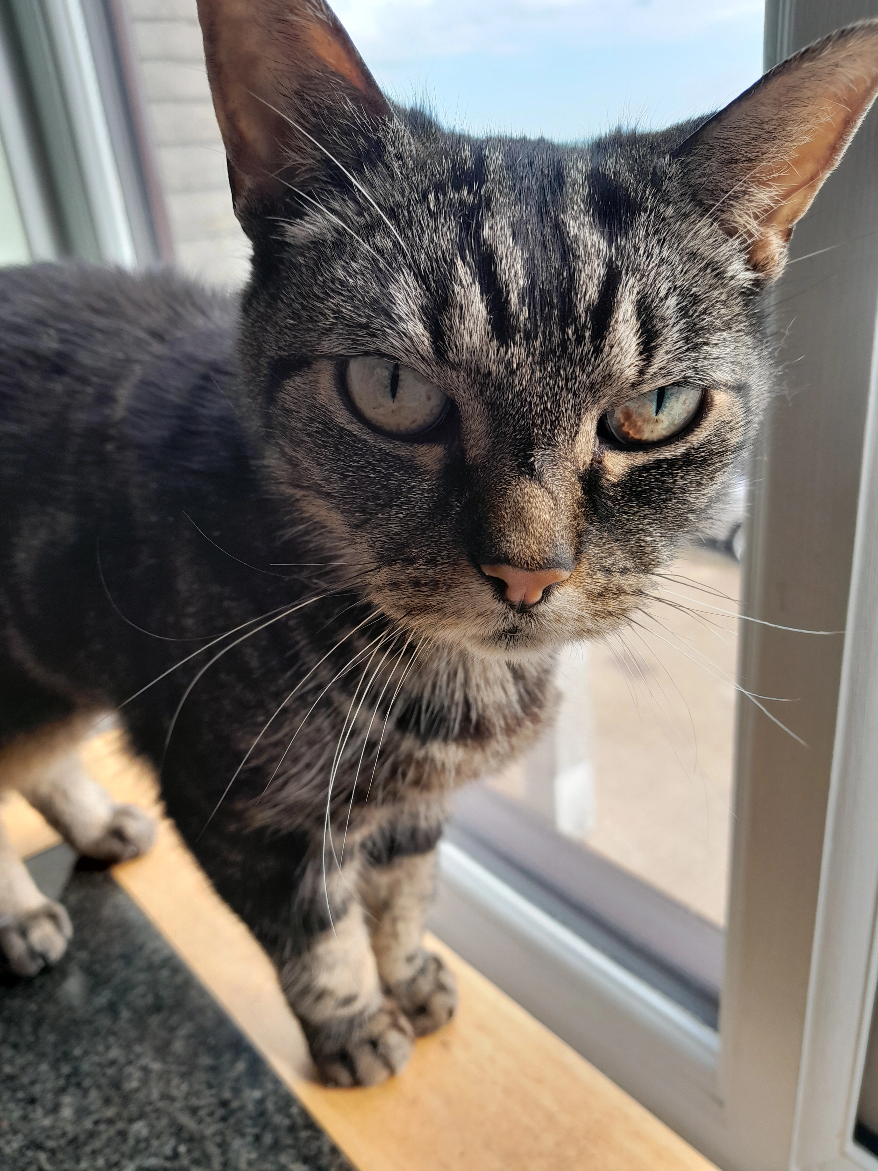 Coco - Trelawny Road, Liskeard