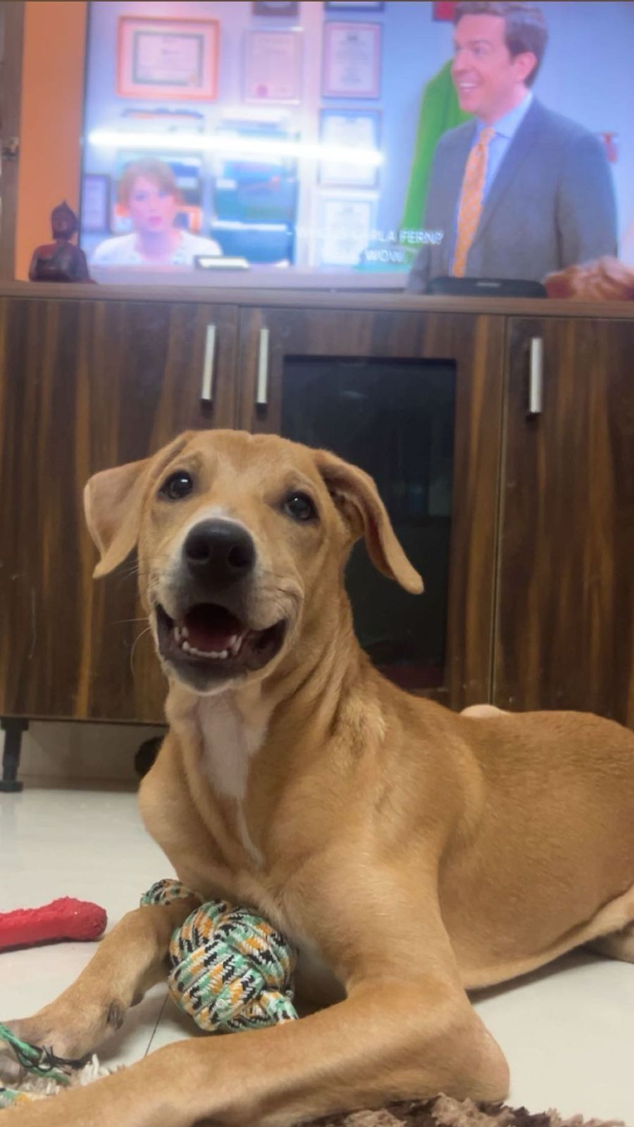 Pumba - Domlur Flyover, Domlur