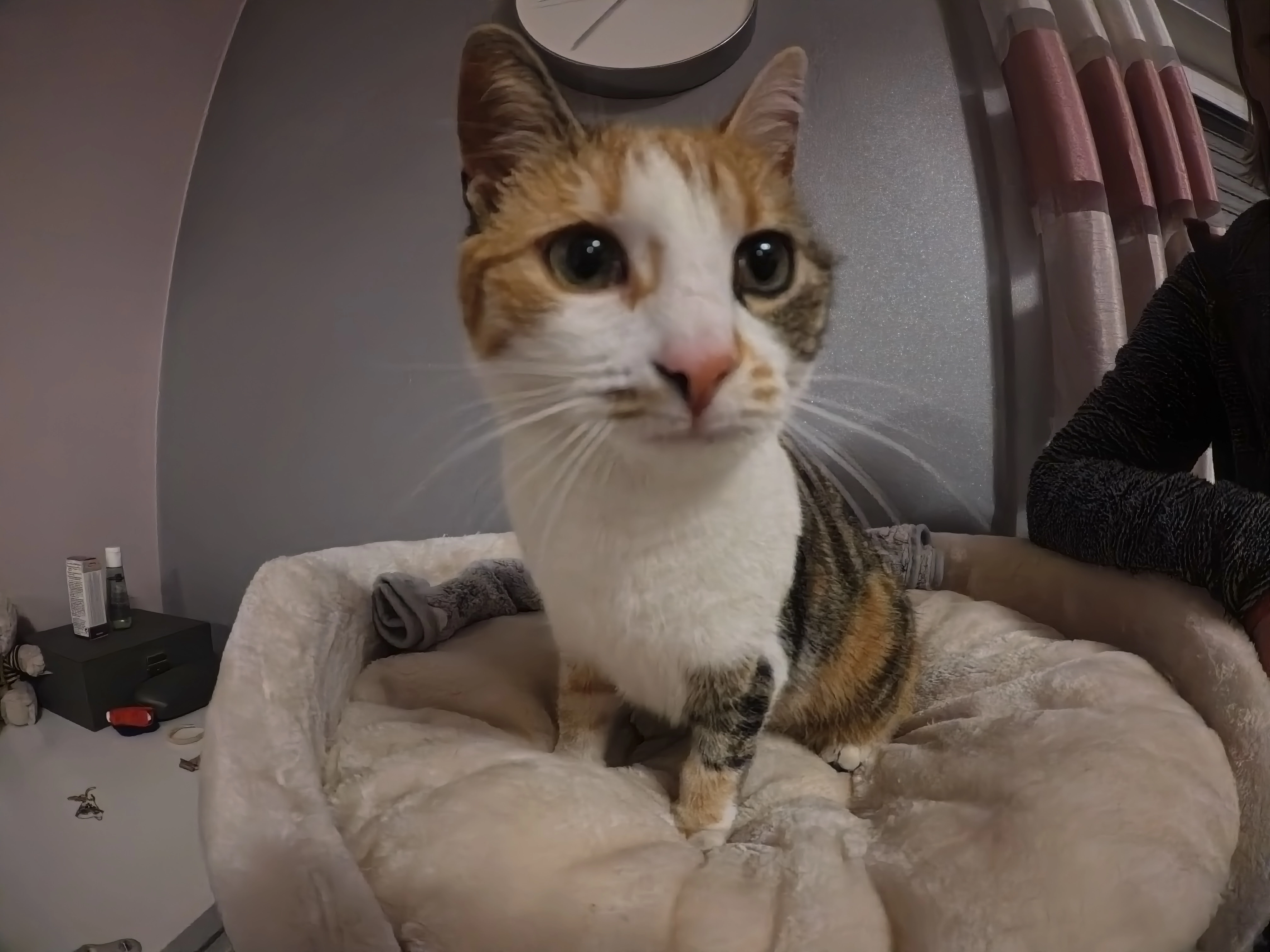 Peaches - Sachsenstraße, Birkenheide