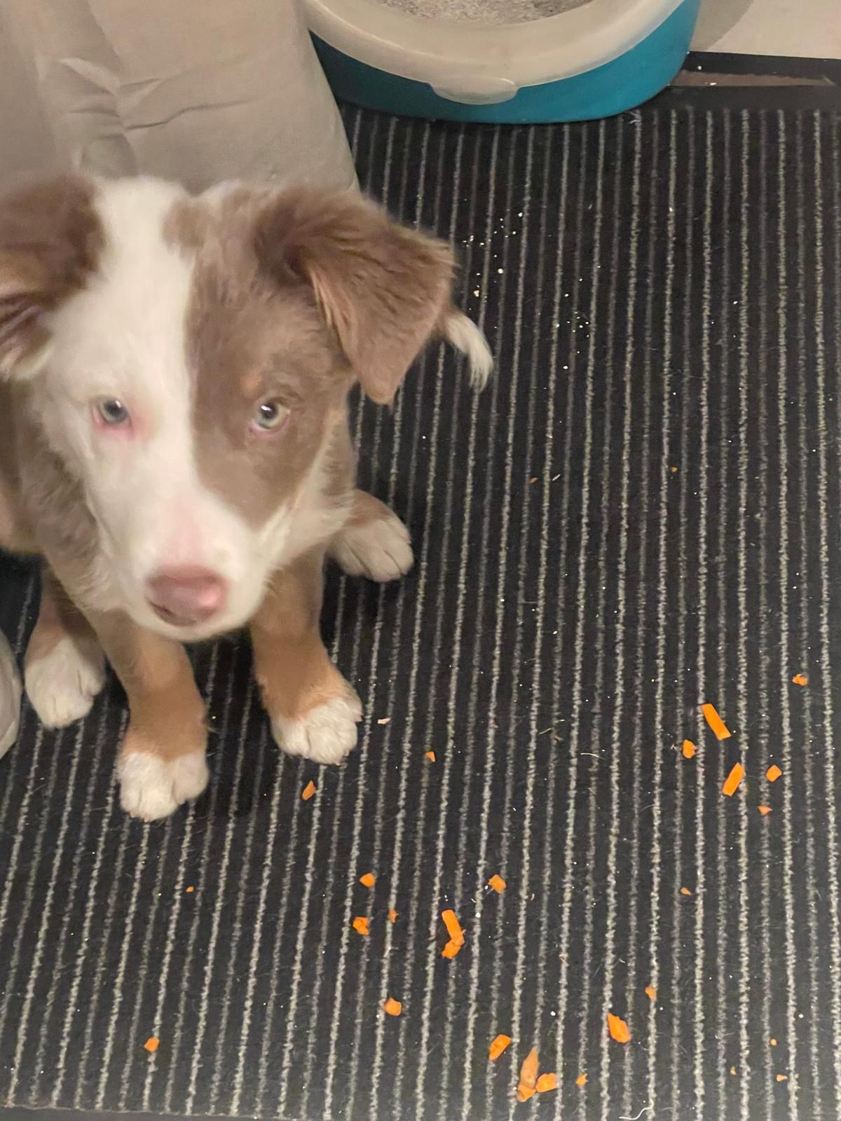 Bali - Saint-Aygulf, Fréjus