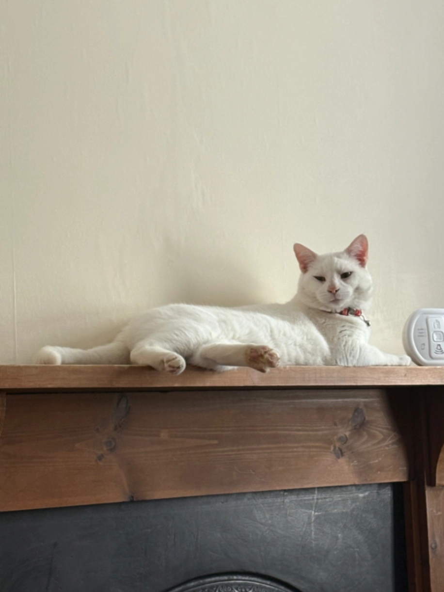 Snowy - Upper Thrift Street, Northampton