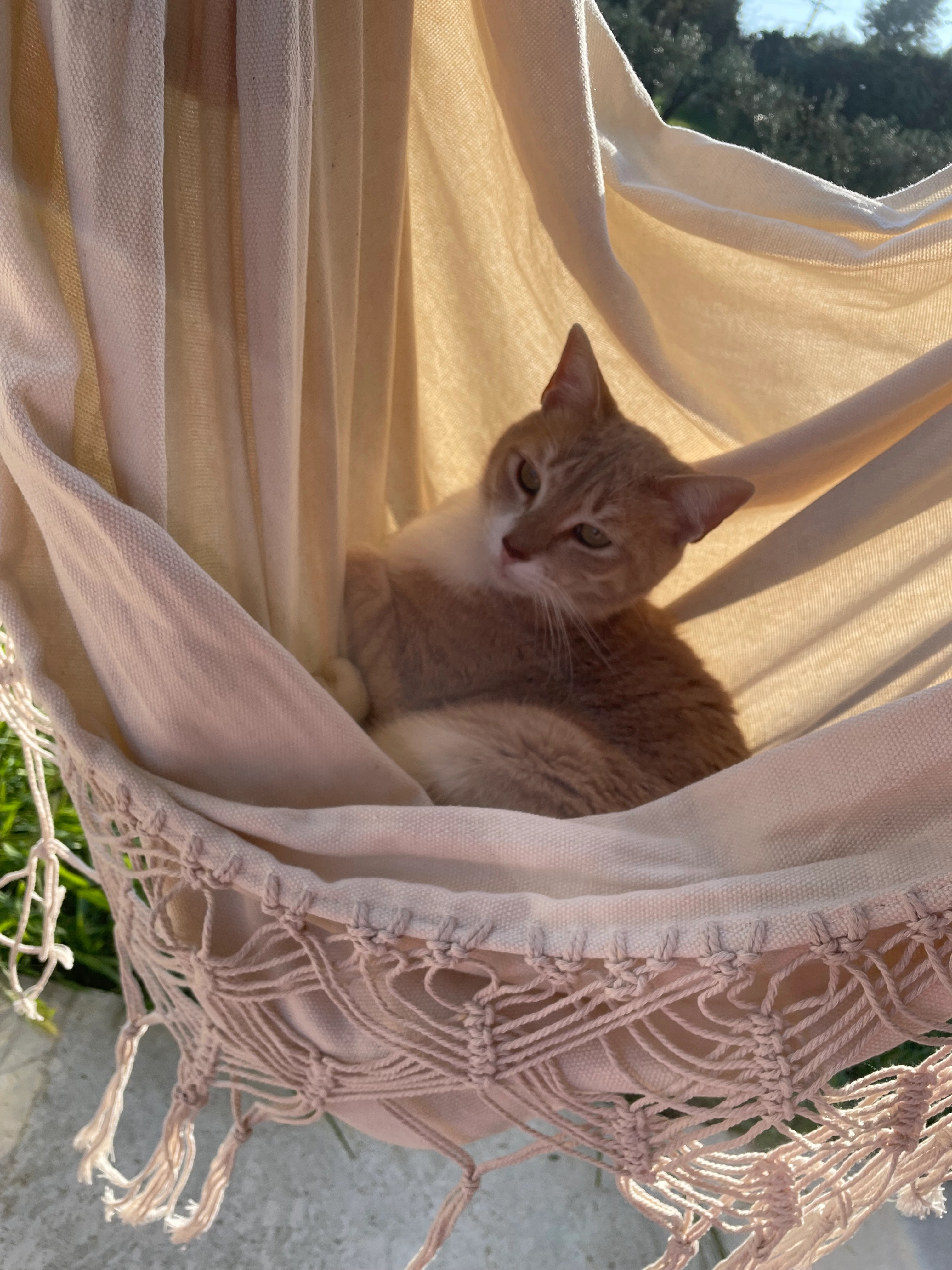 Simba - Chemin Saint-Joseph, Draguignan